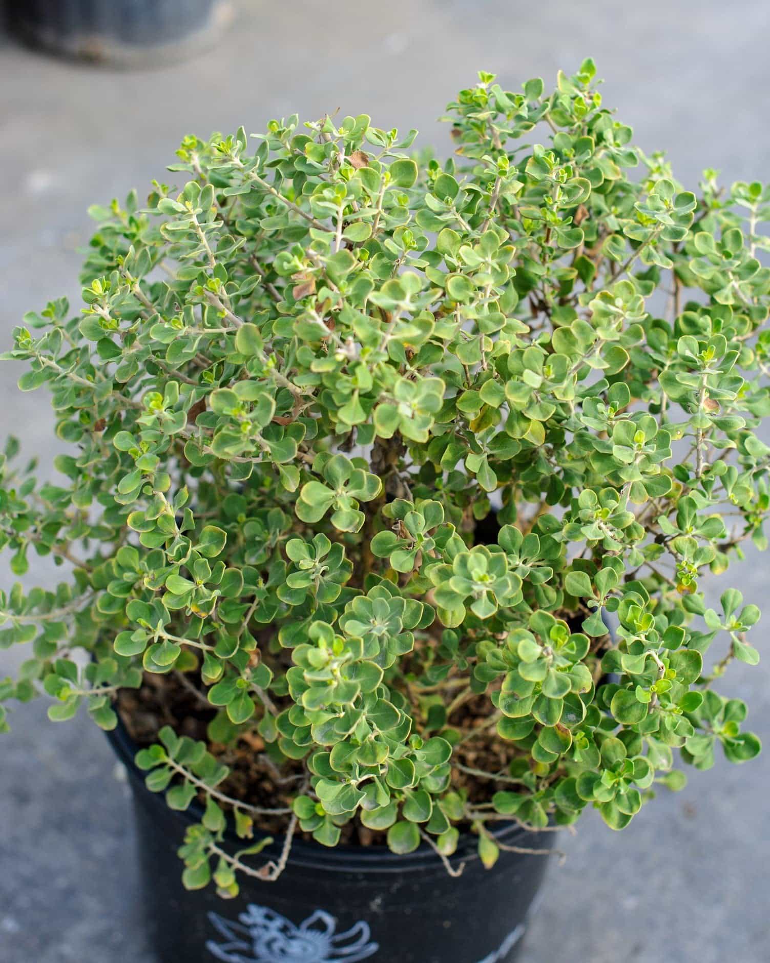 Lynn's Legacy Texas Sage