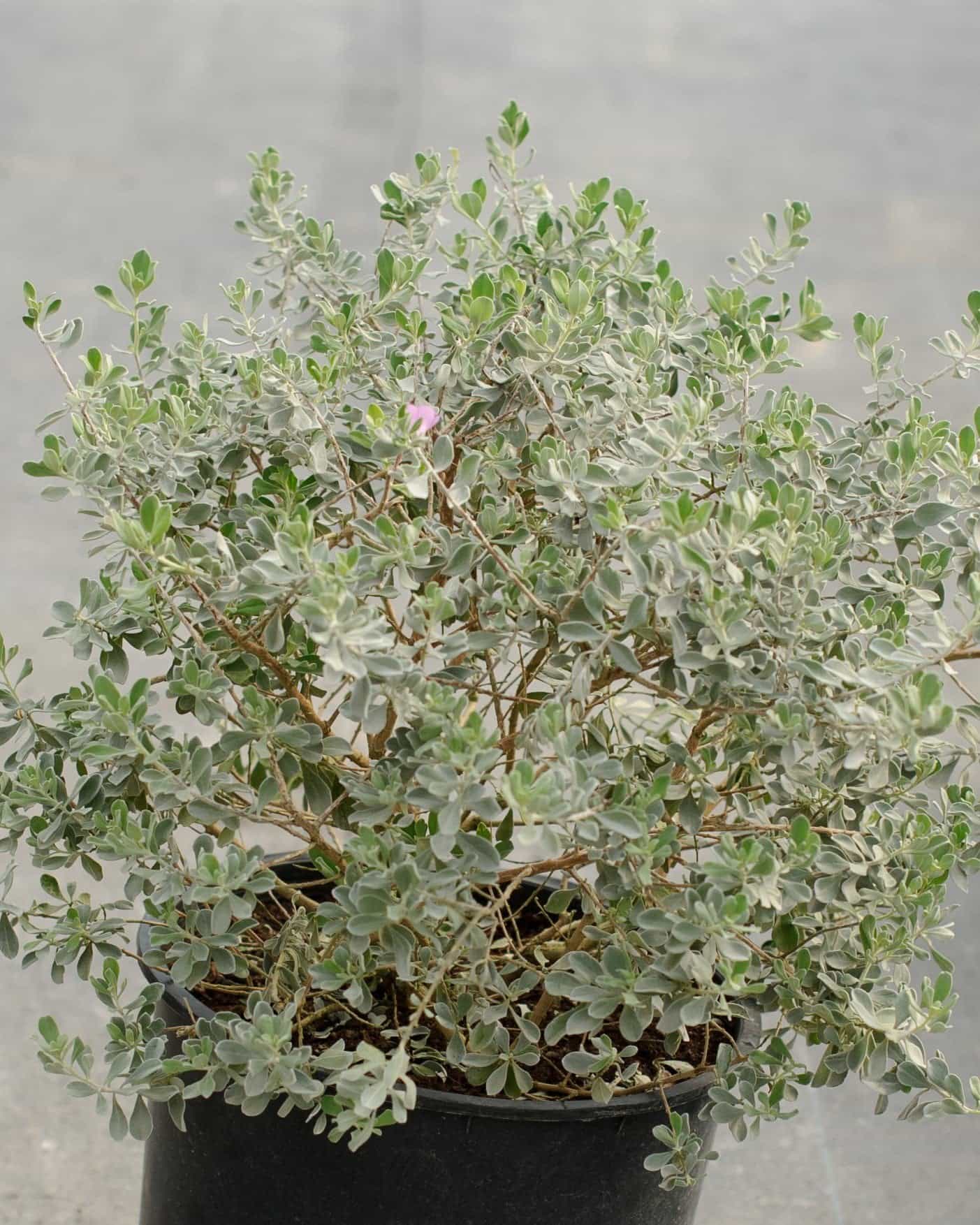 Silver Dream Texas Sage