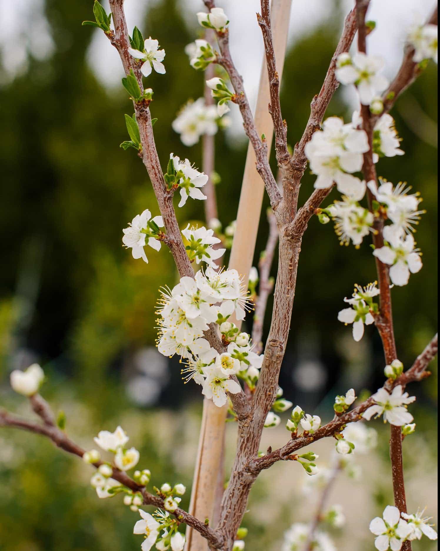 Santa Rosa Plum - Main Image