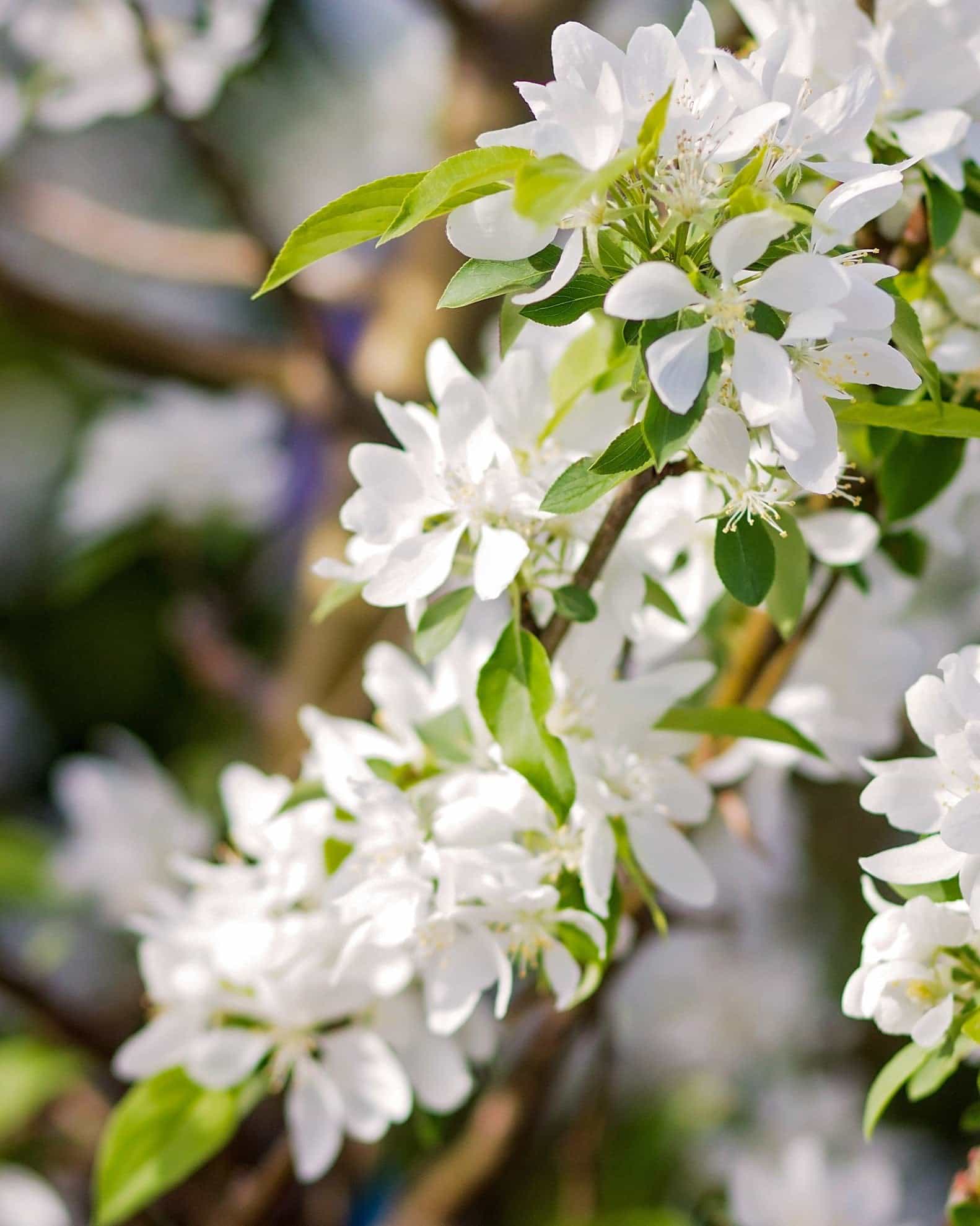 Spring Snow Crabapple