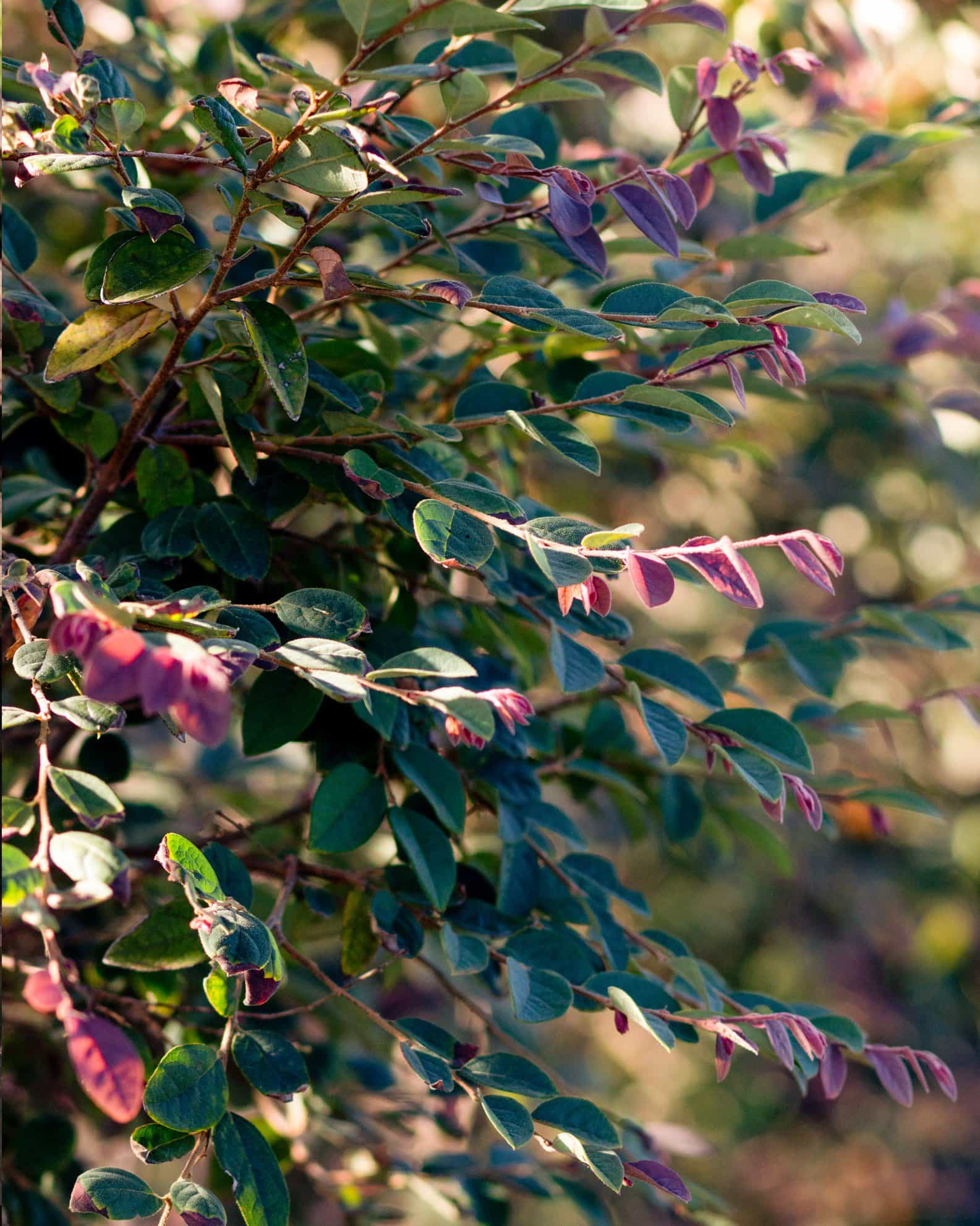 Zhuzhou Loropetalum Tree Form