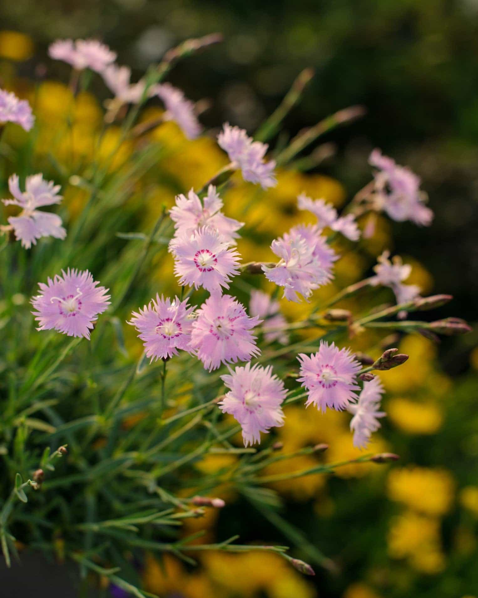 Bath's Pink Dianthus