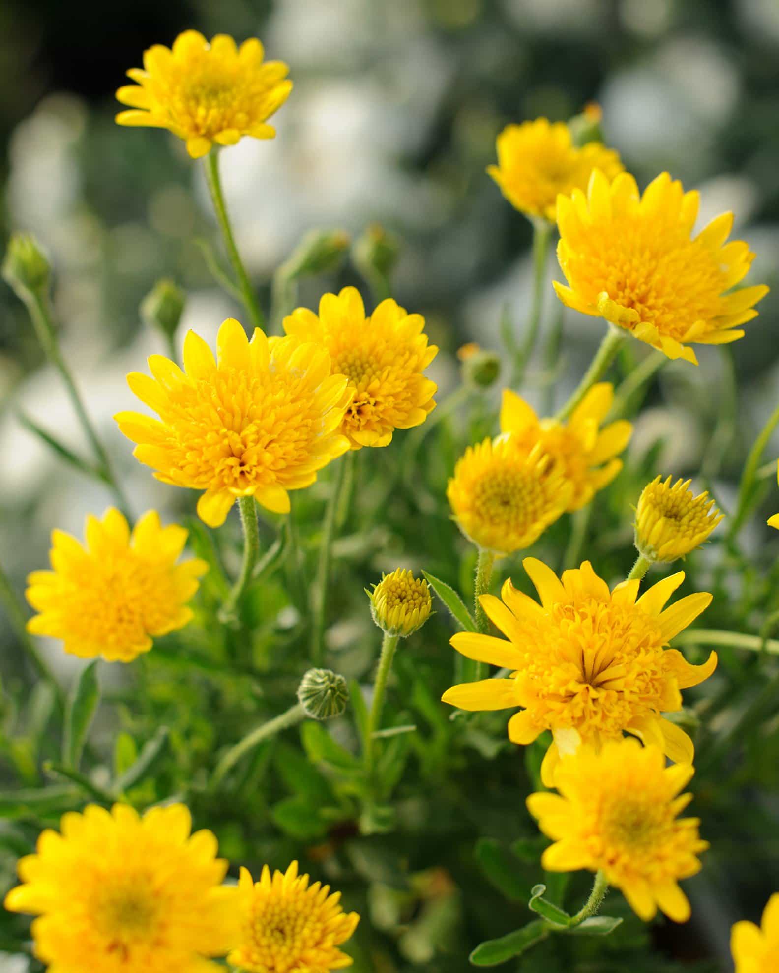 4D Yellow African Daisy