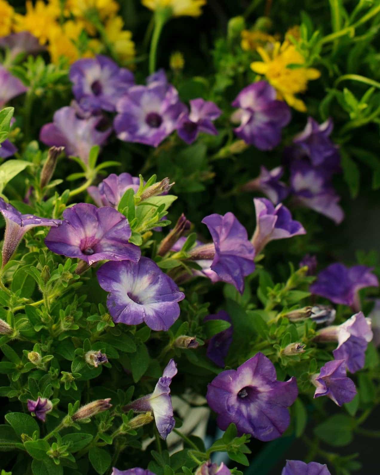 Supertunia Tiara Blue Petunia - Main Image