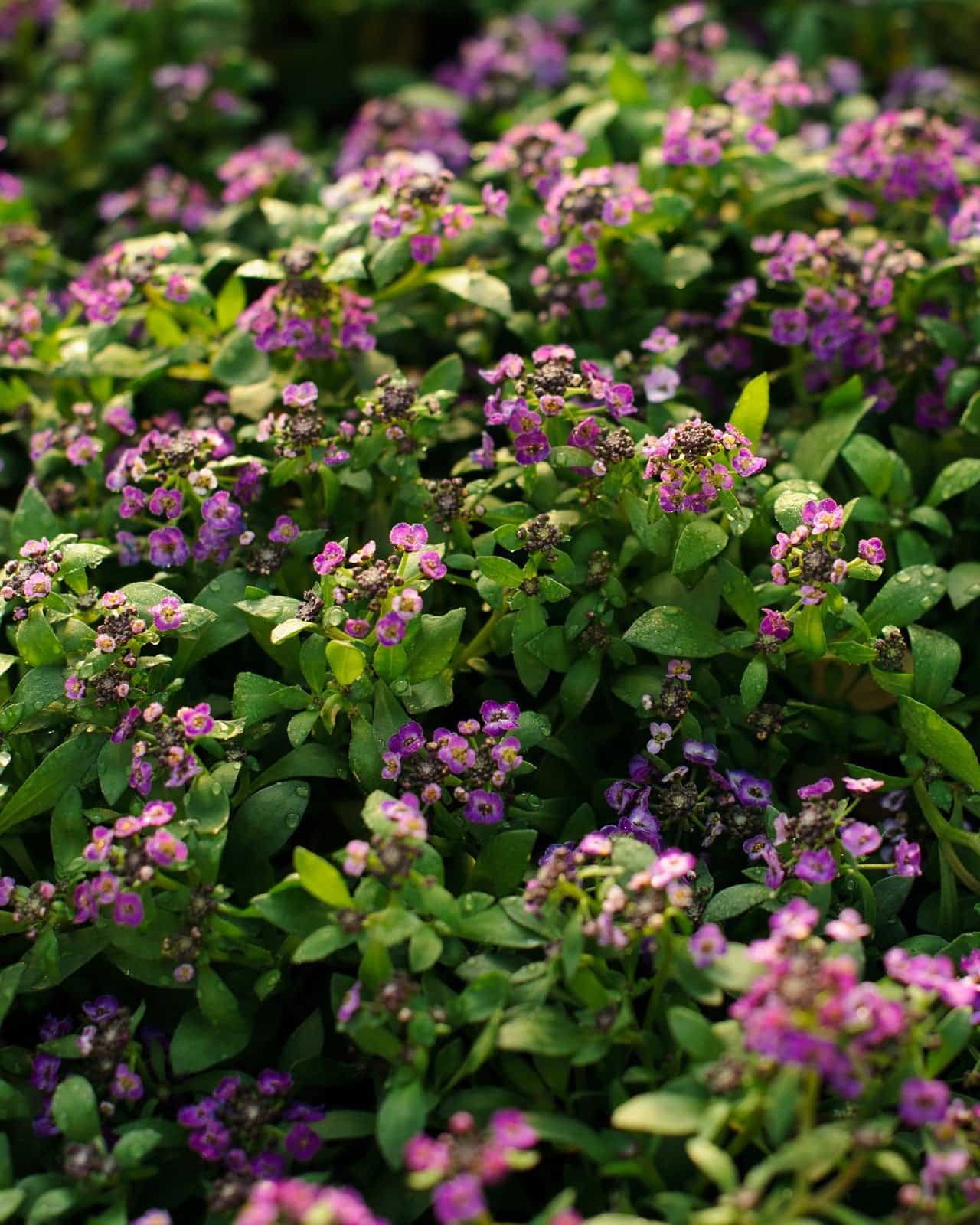 Clear Crystal Purple Shades Alyssum