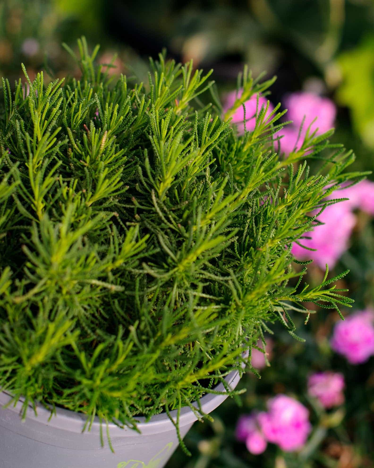 Green Lavender Cotton