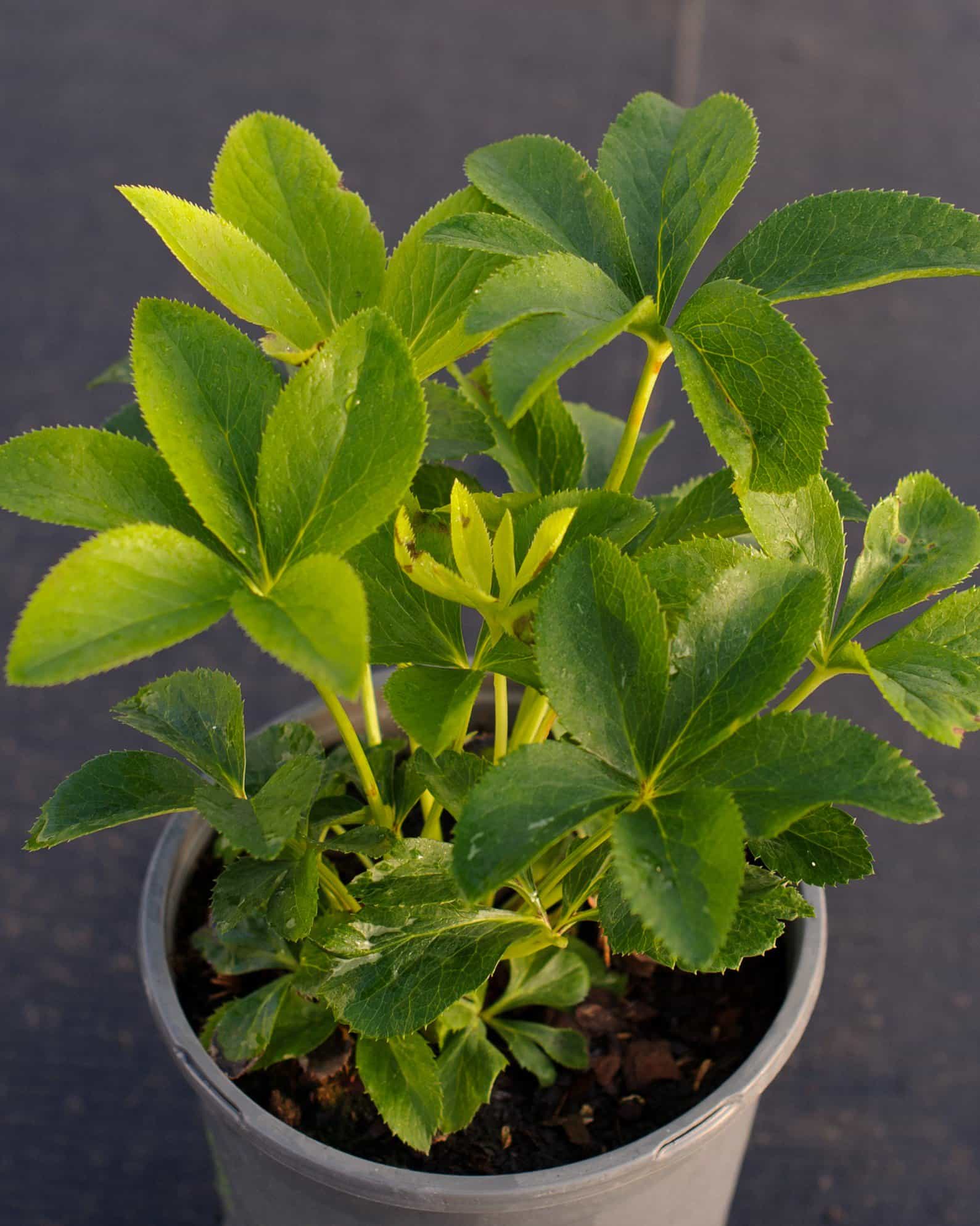 Honeymoon Rome in Red Helleborus