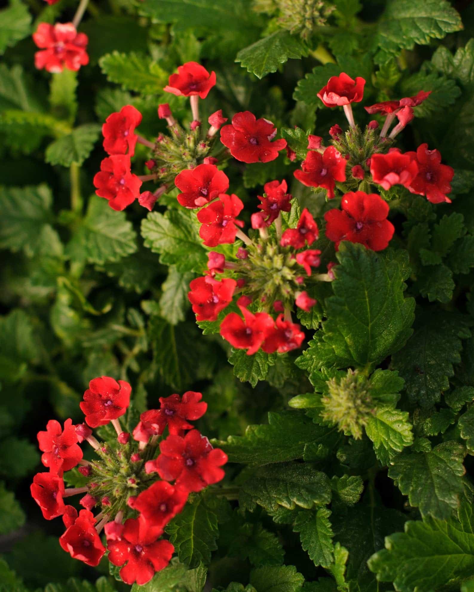 Vanessa Compact Red Verbena