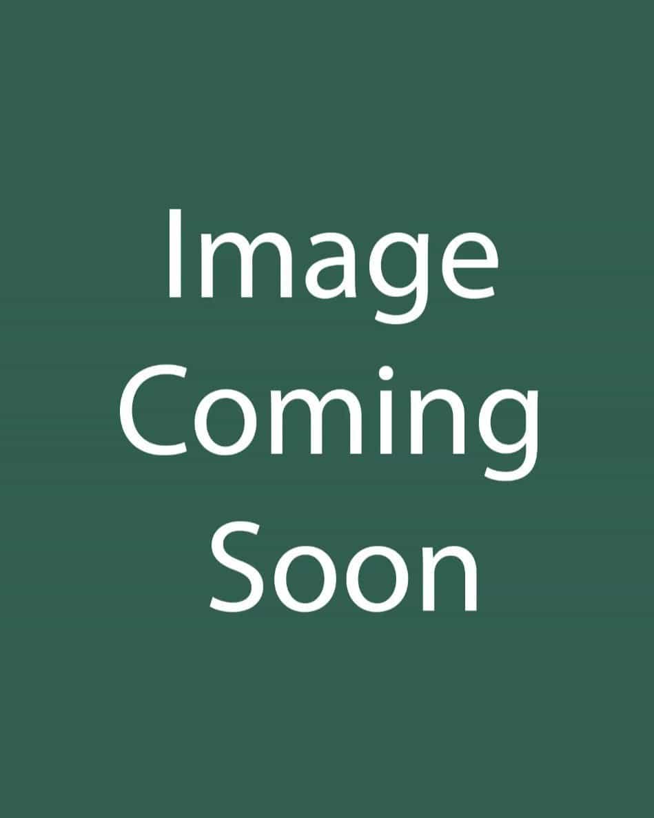 Sweet Daisy Rebecca Shasta Daisy