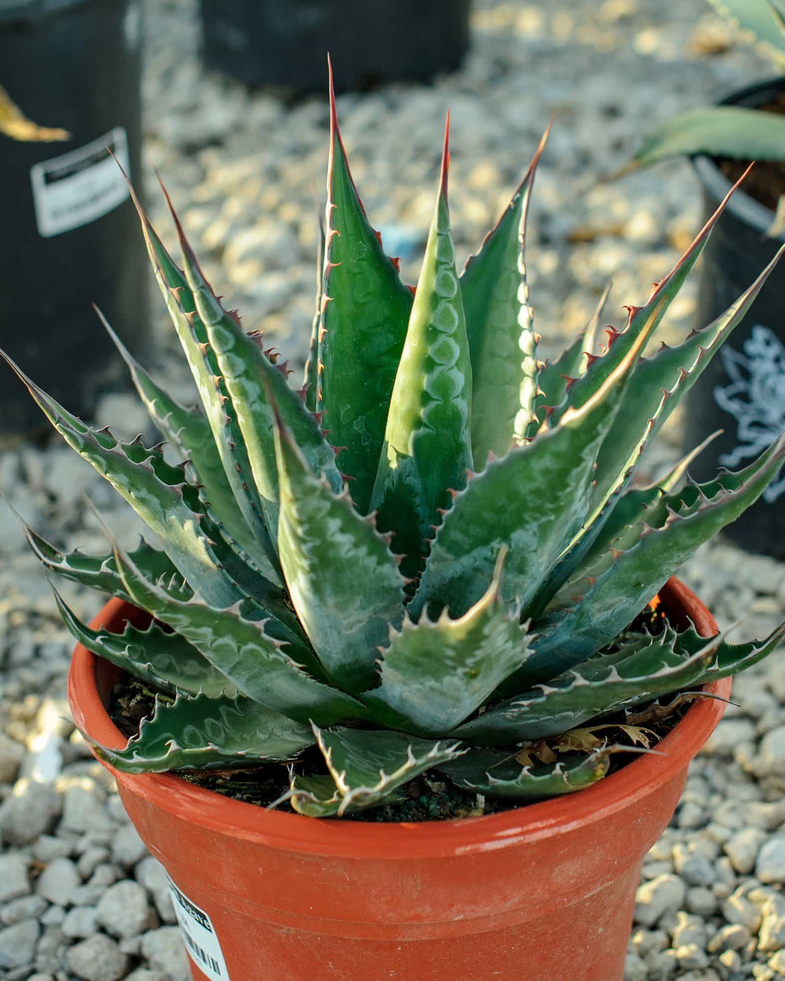 Baccarat Agave