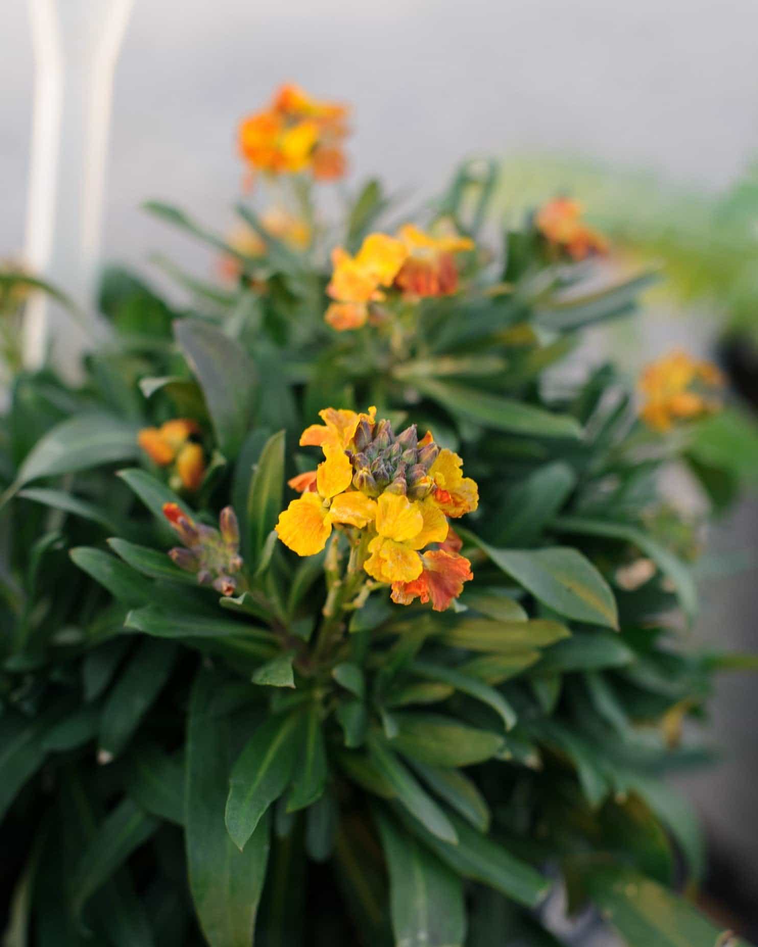 Erysistible Fire Wallflower