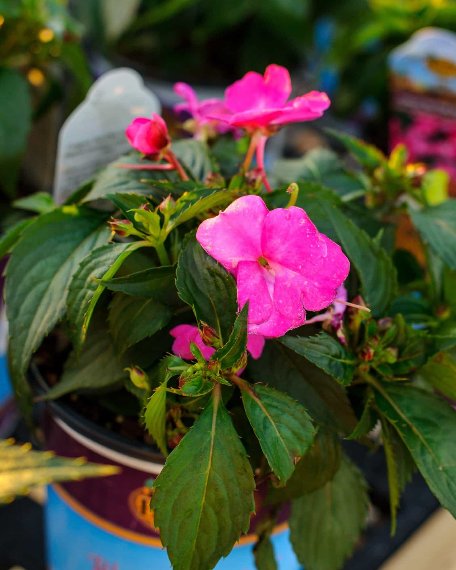 Sunpatiens Compact Hot Pink Impatiens