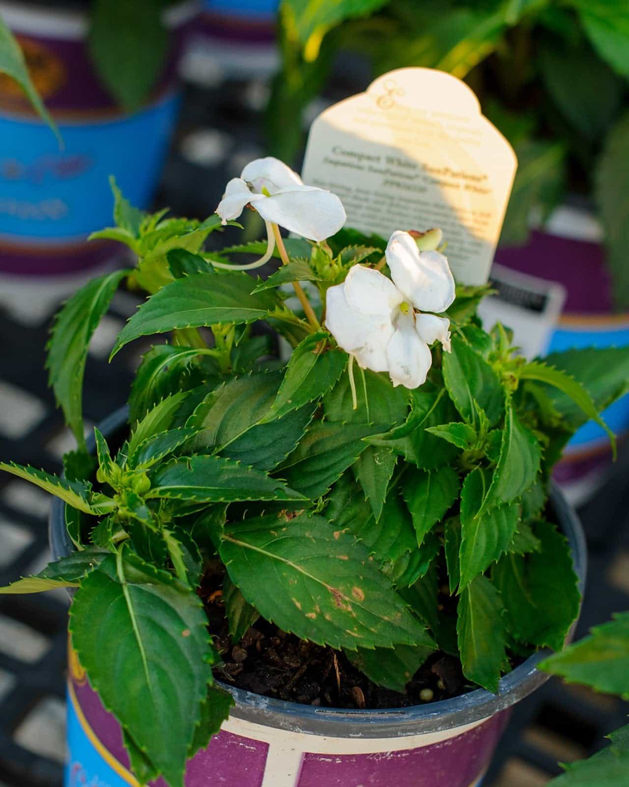 Sunpatiens Compact White Impatiens