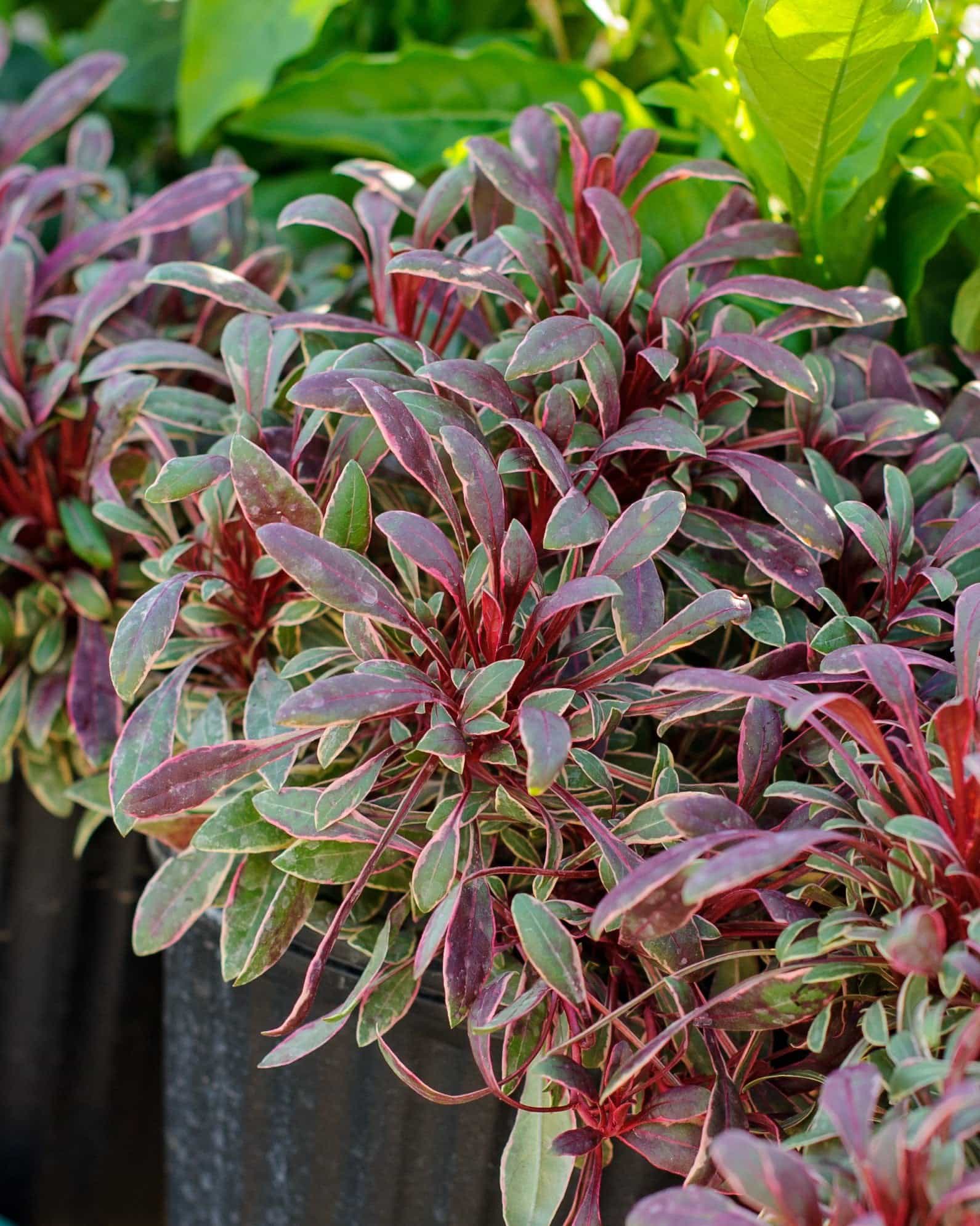 Passionate Rainbow Gaura