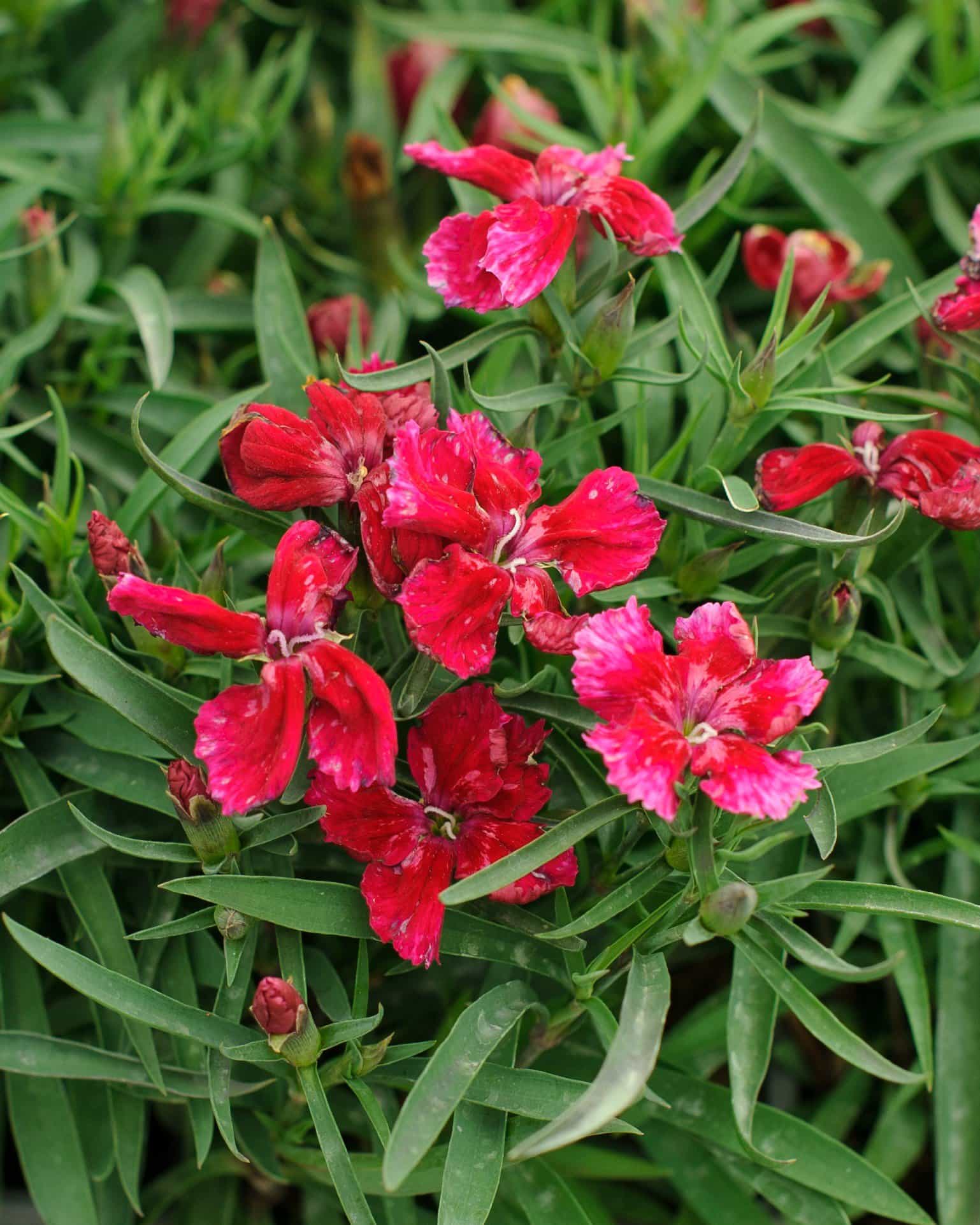 Coronet Cherry Red Dianthus