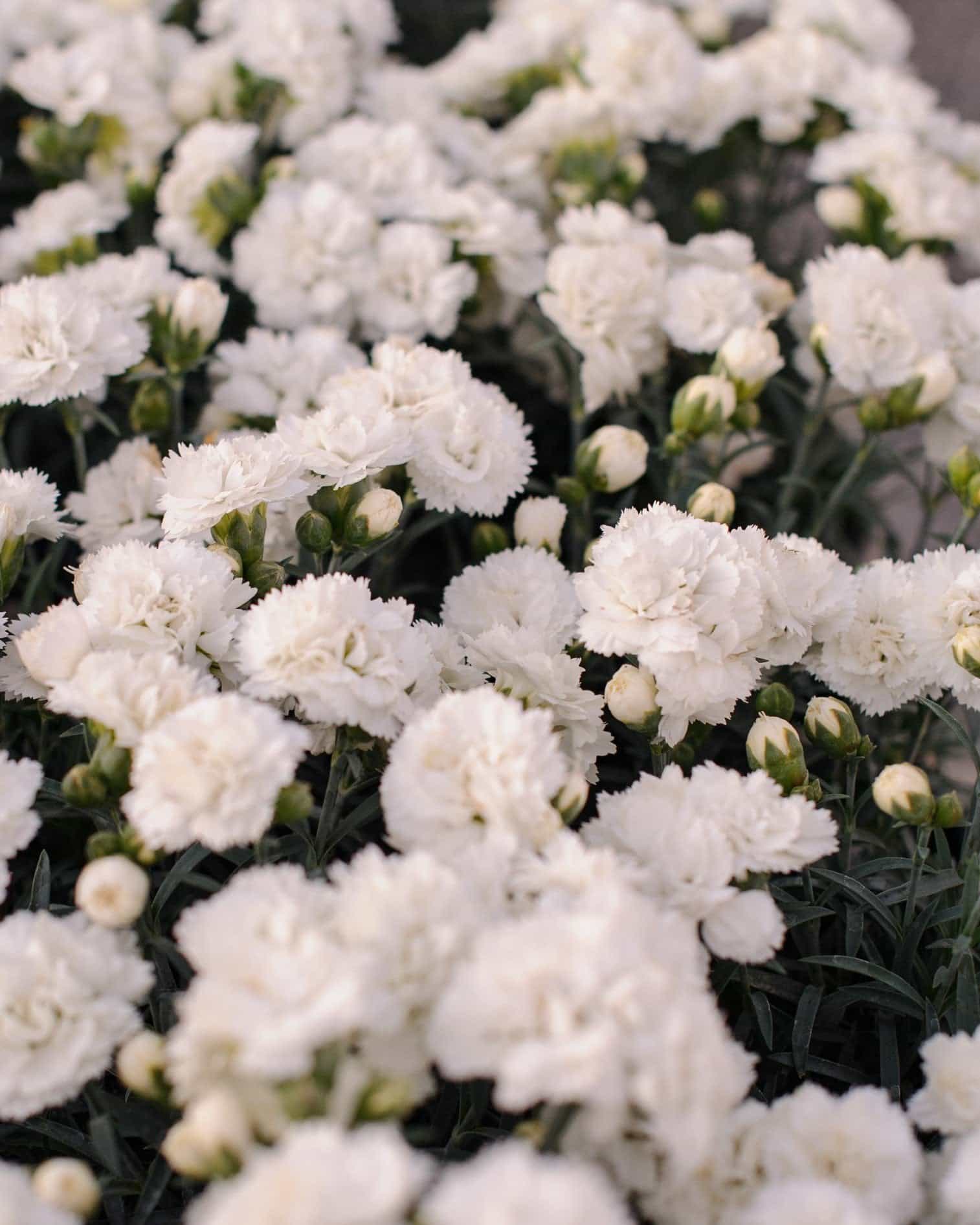 Early Bird Frosty Dianthus
