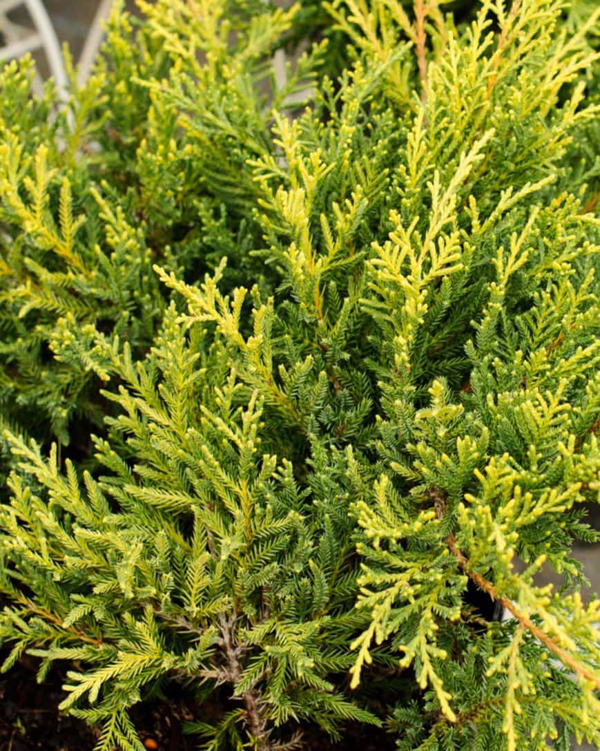 Gold Star Juniper