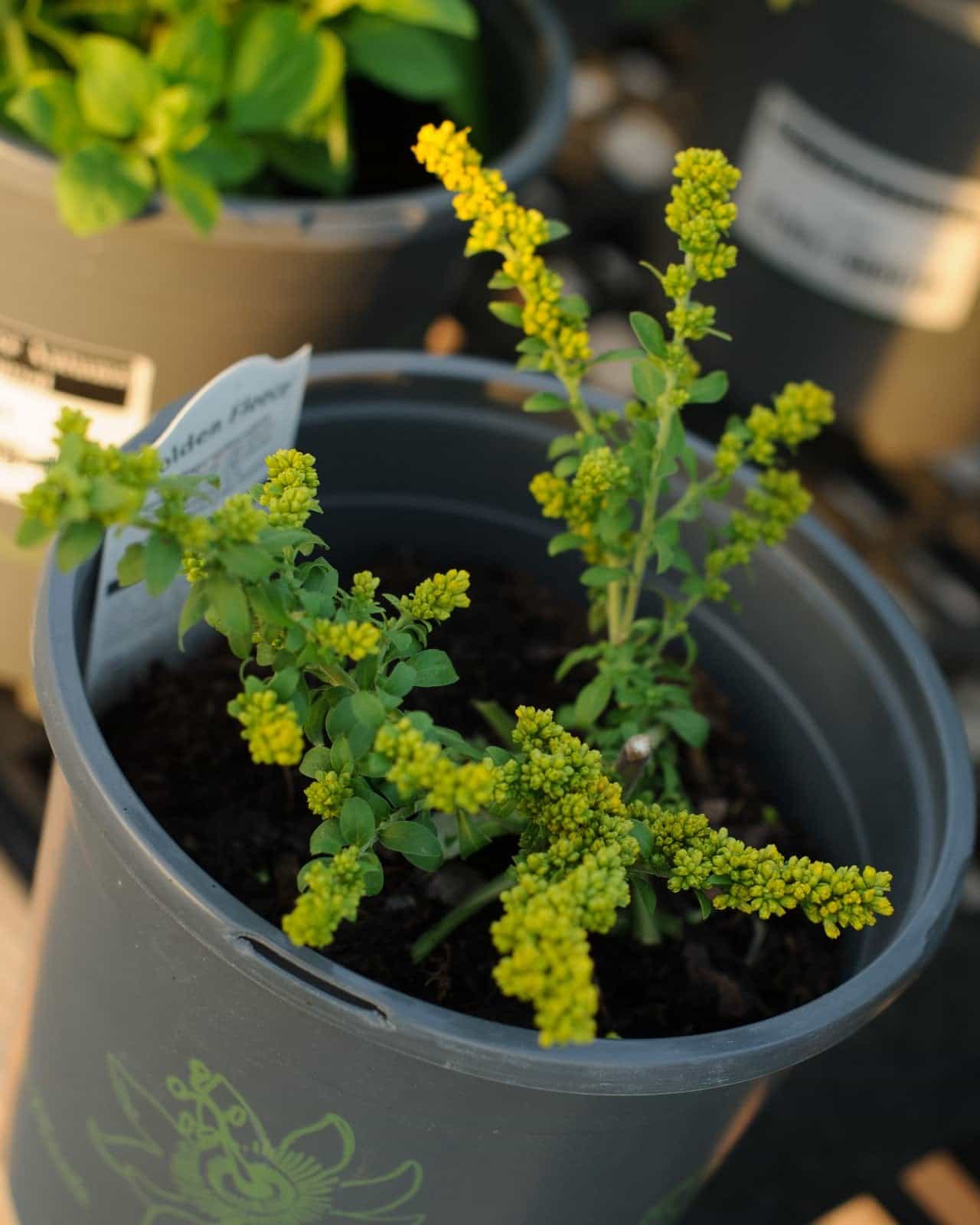 Golden Fleece Autumn Goldenrod