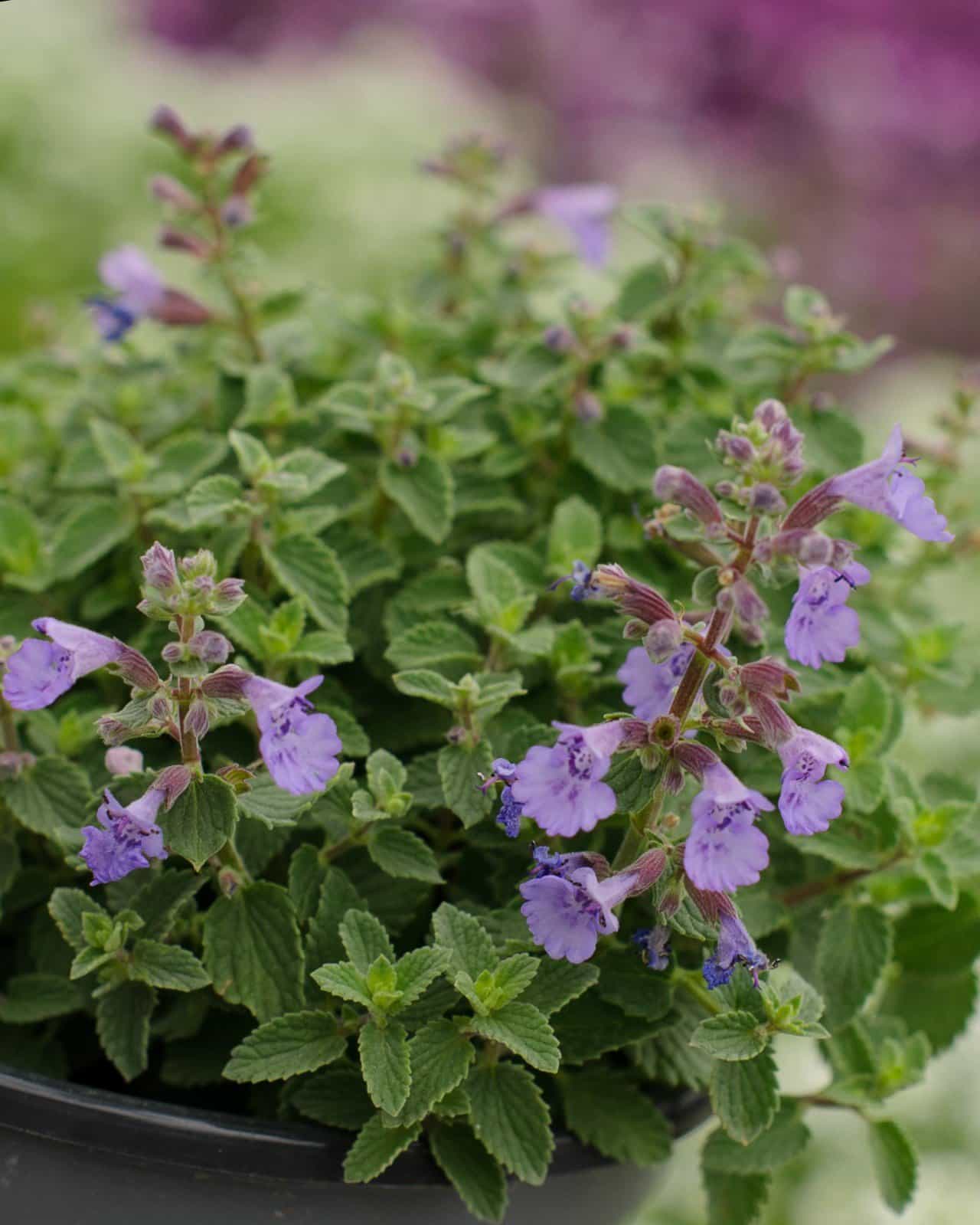 Kitten Around Catmint