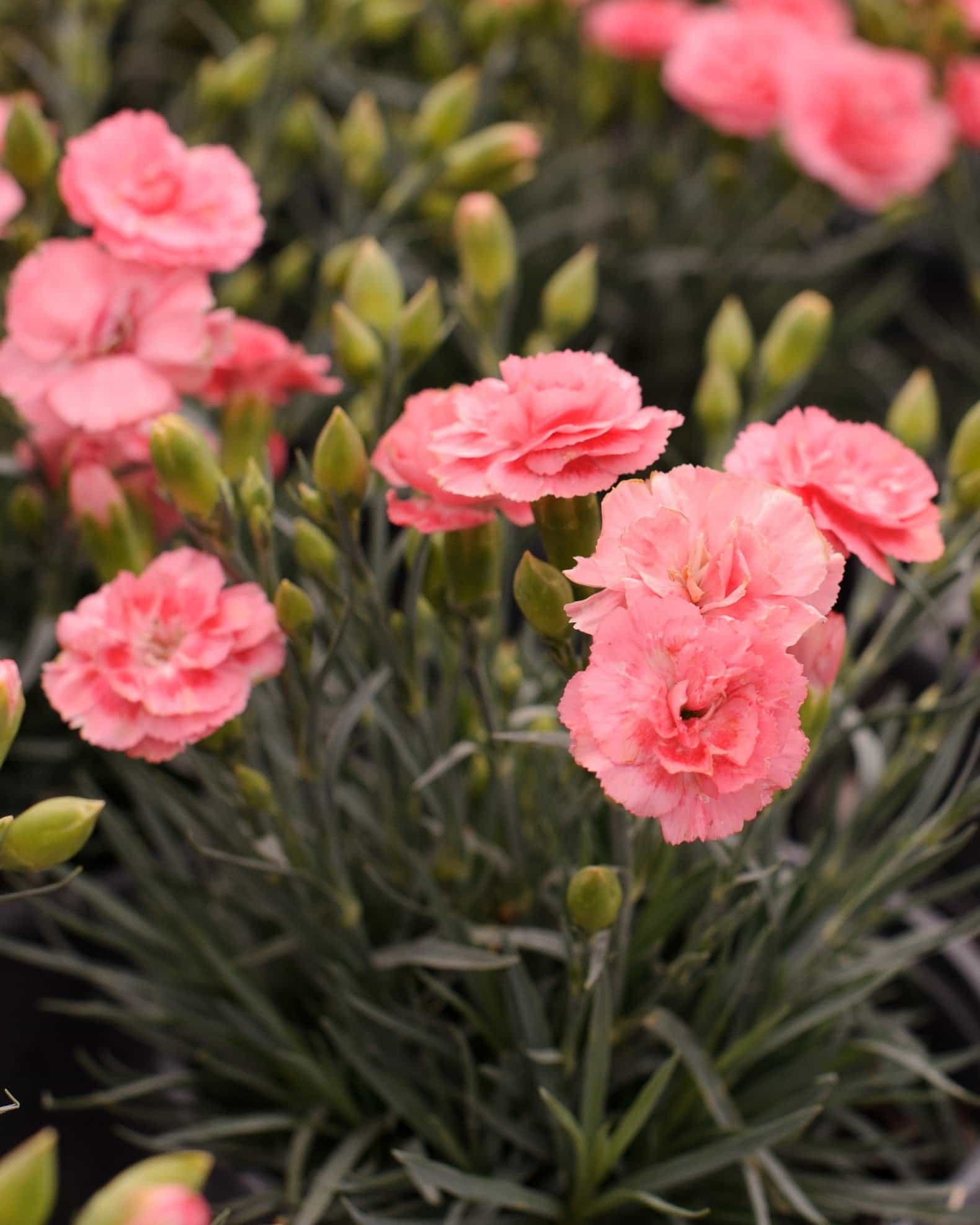 Scent First Romance Dianthus