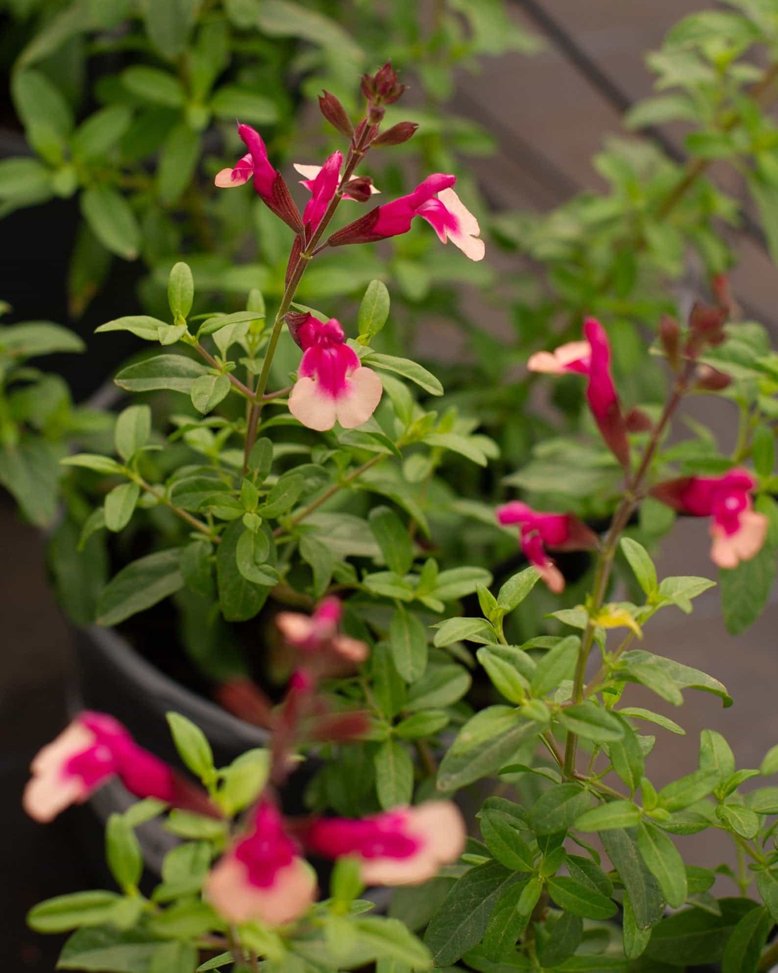 Mirage Rose Bicolor Salvia Greggii