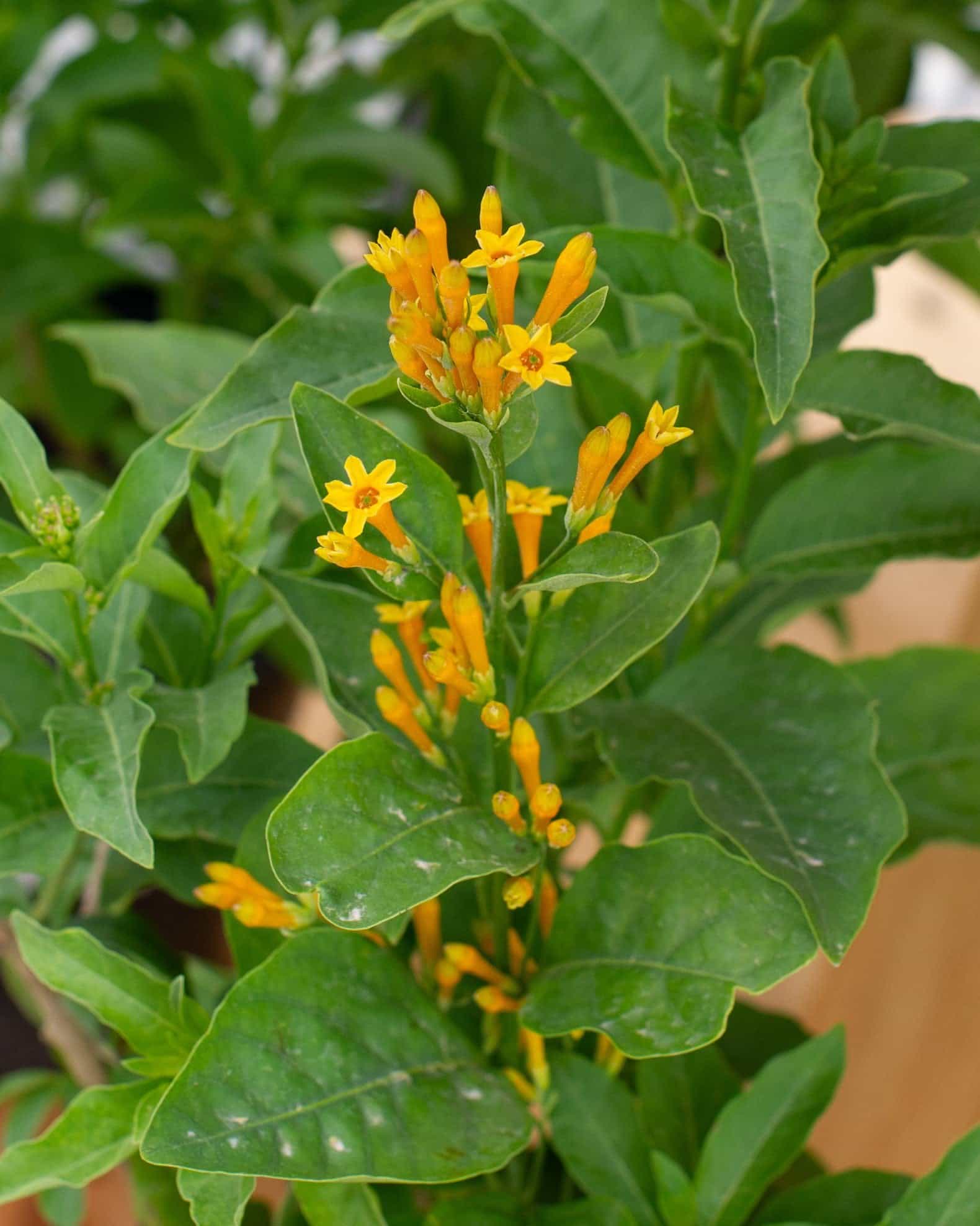 Orange Zest Cestrum