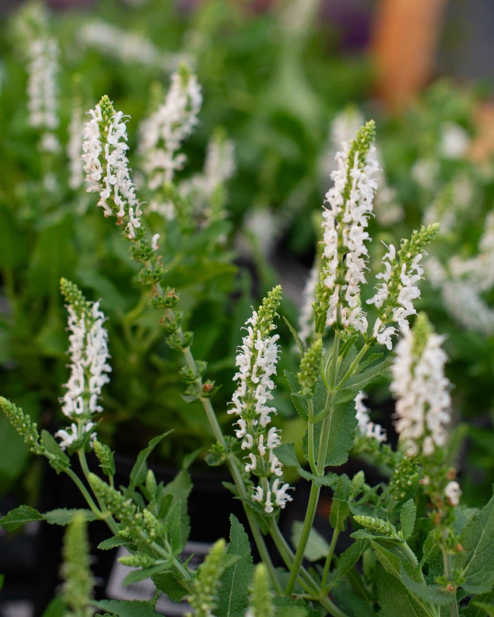 Snow Hill Salvia