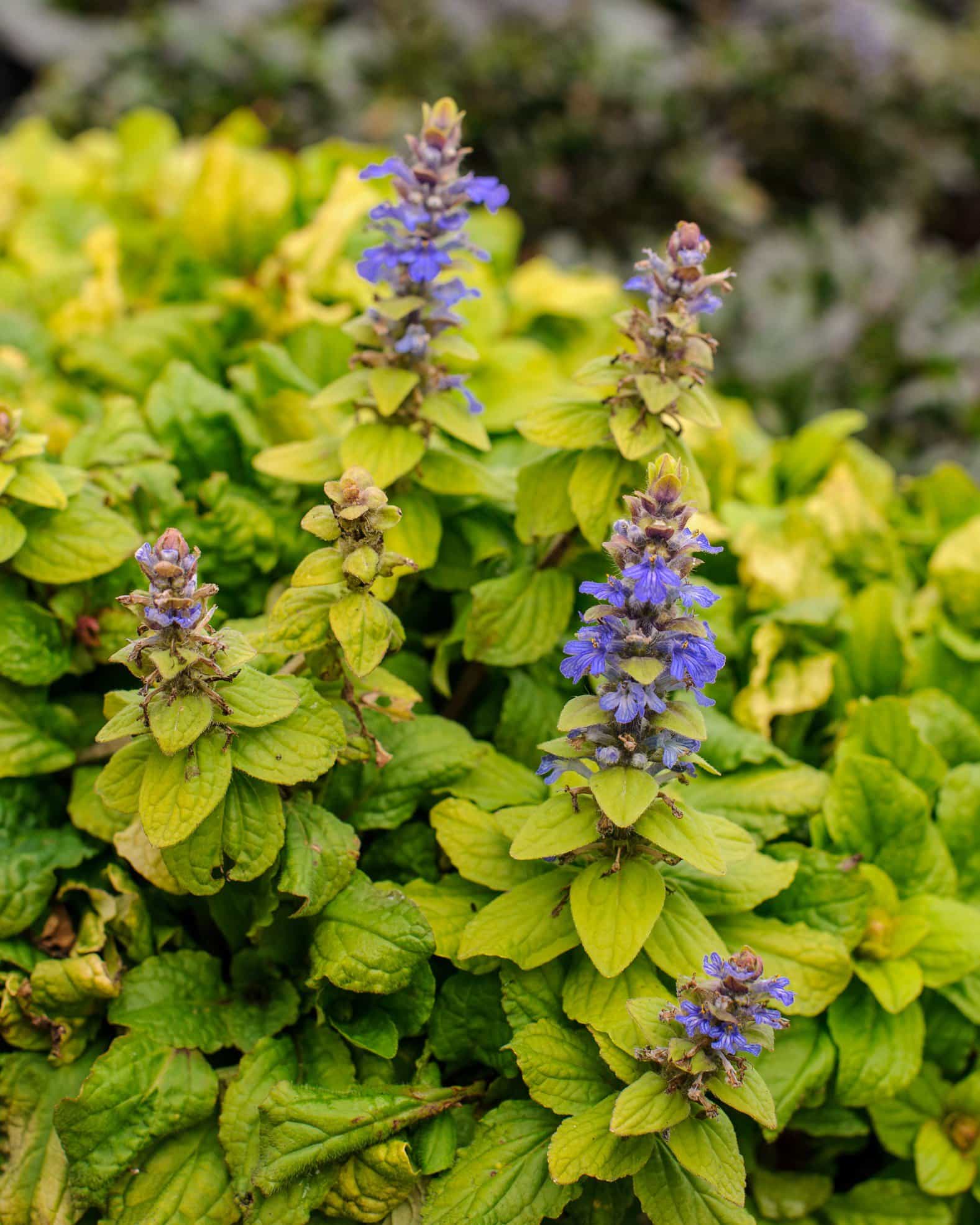 Feathered Friends Tropical Toucan Ajuga