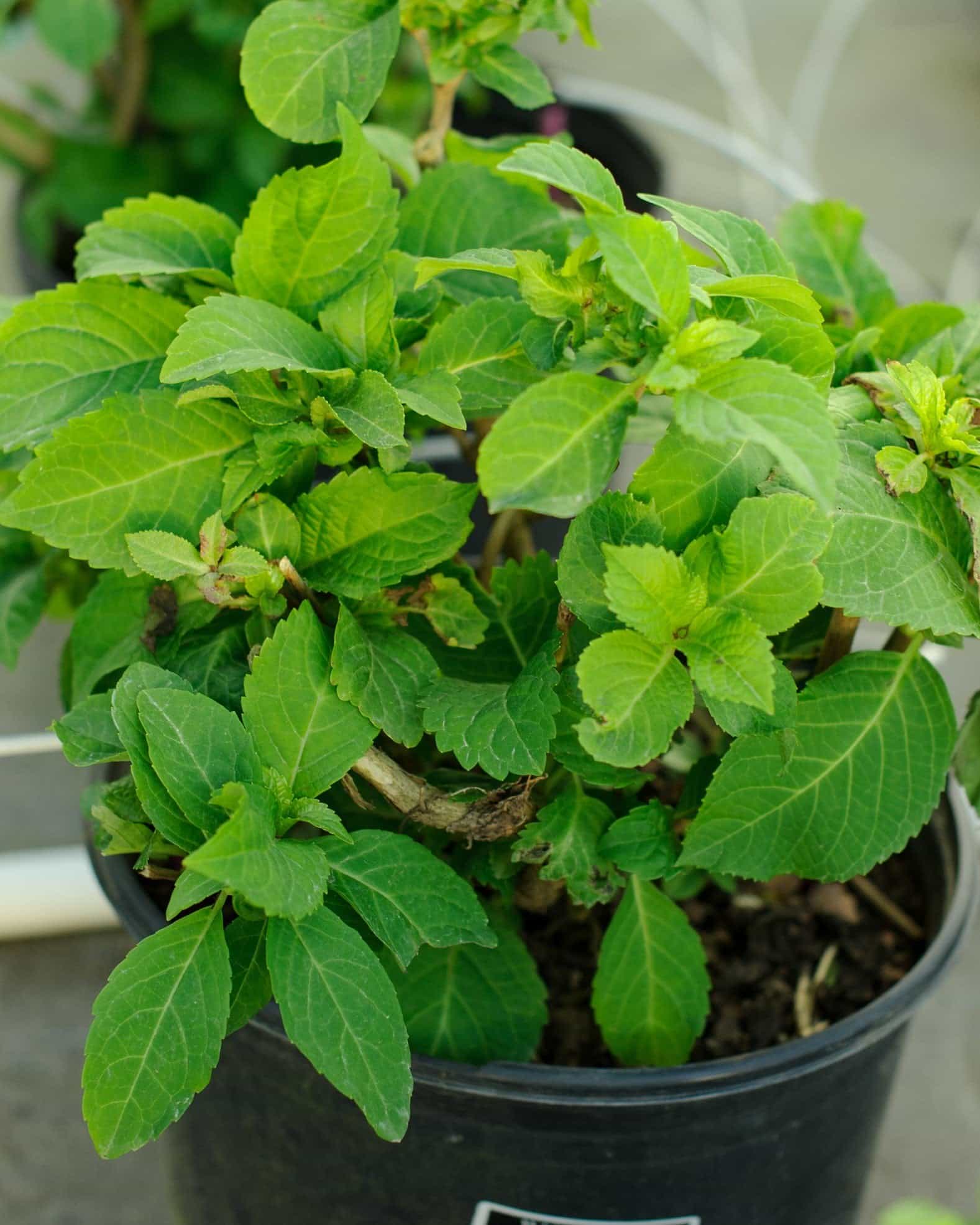 White Wedding Hydrangea