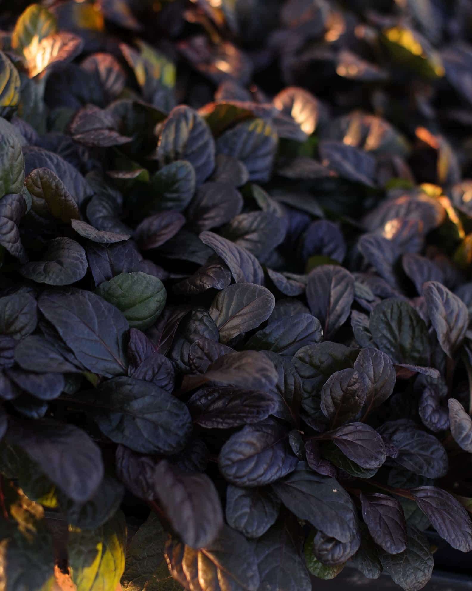 Bronze Beauty Ajuga