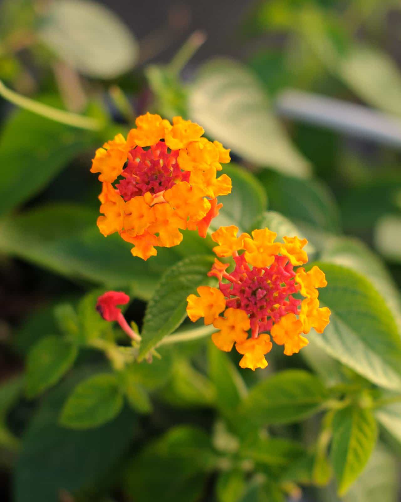 Lucky Red Lantana