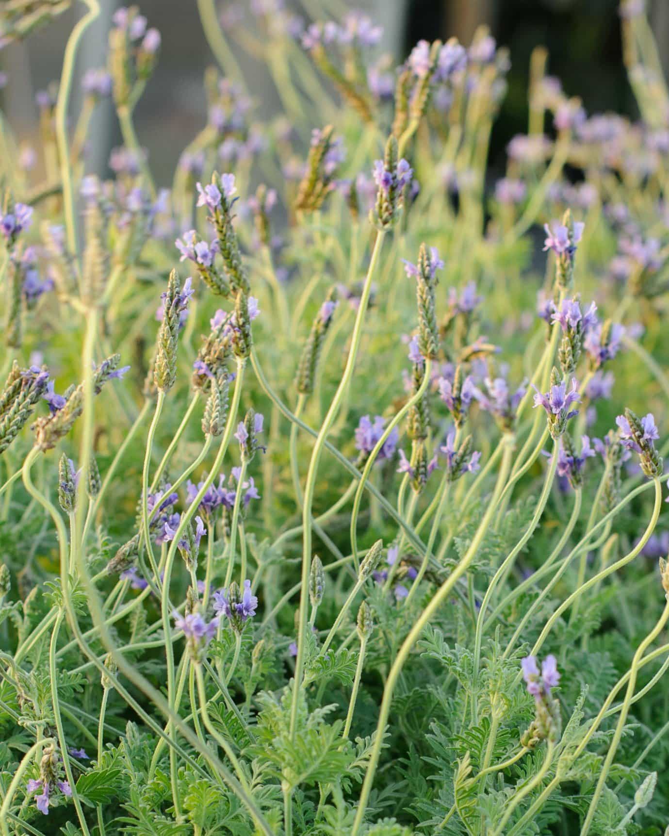 Blue Torch Lavender