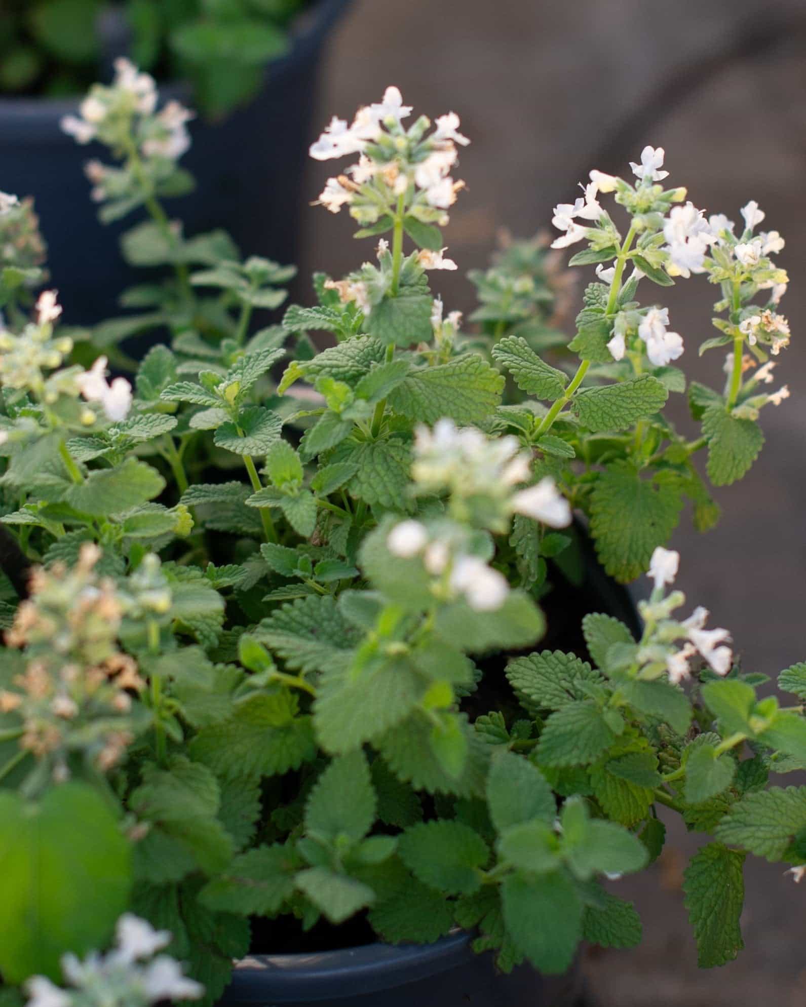 Serene Frost Catmint