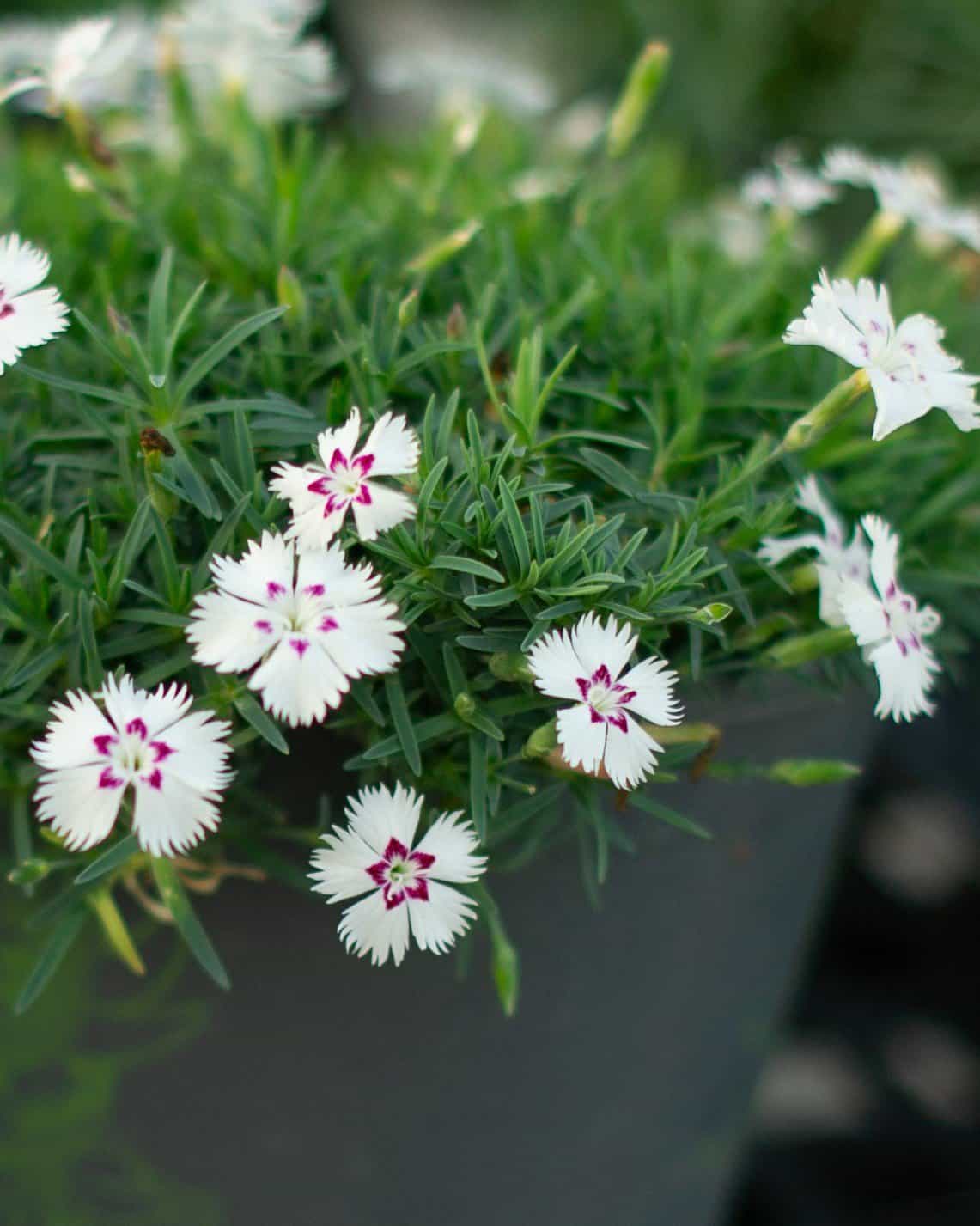 Mountain Frost White Twinkle Dianthus - Main Image