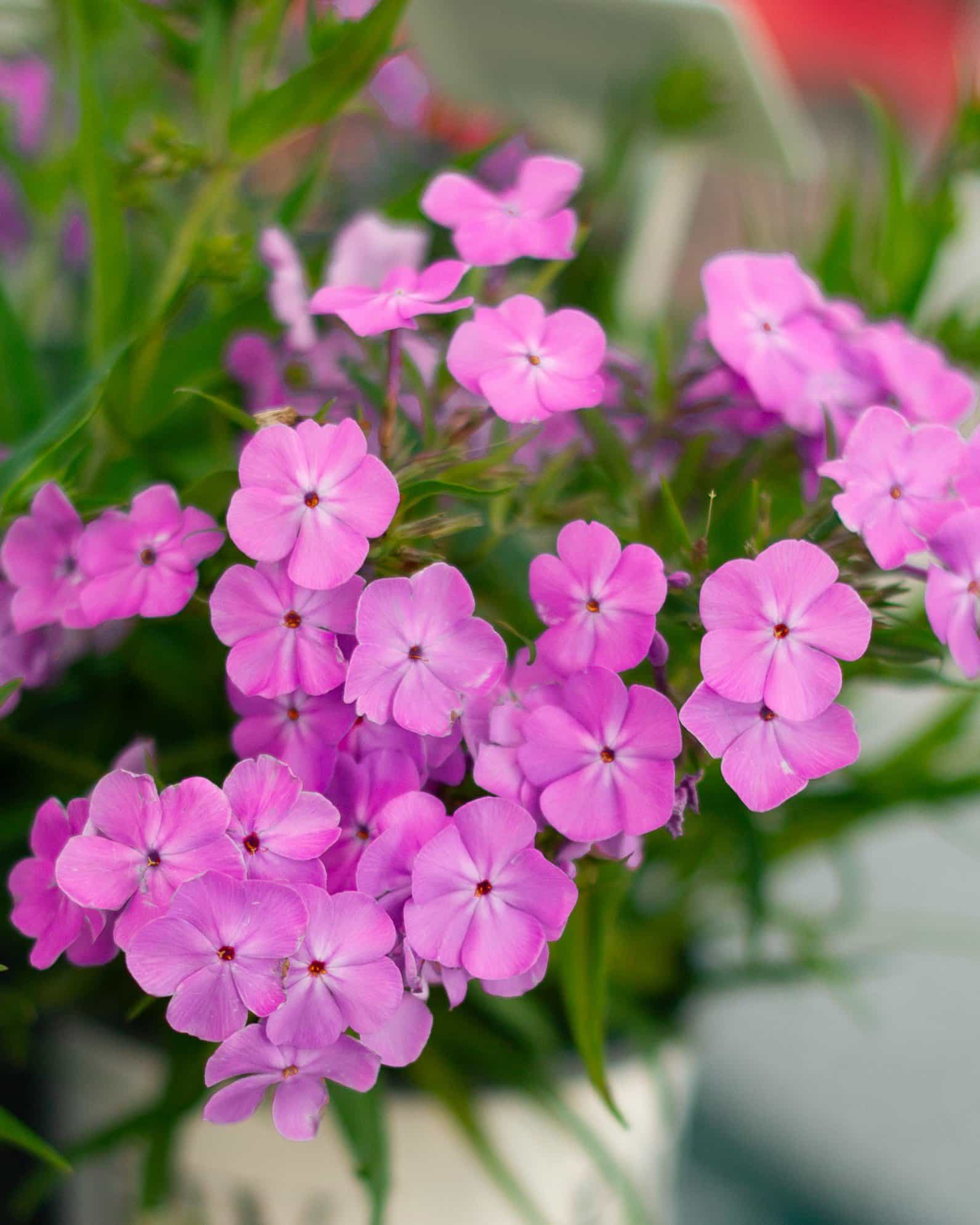 Opening Act Ultra Pink Phlox