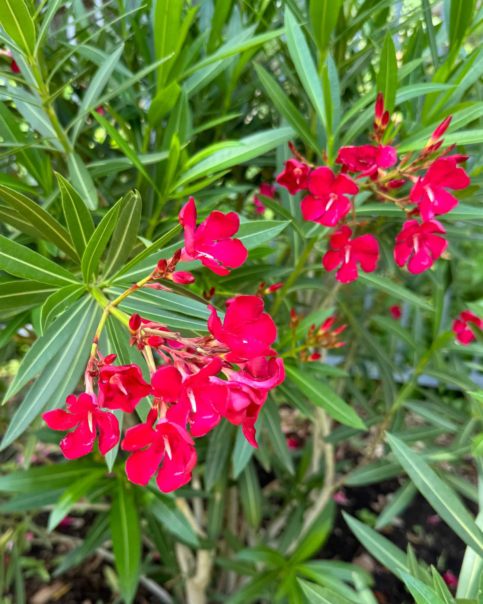 Red Oleander