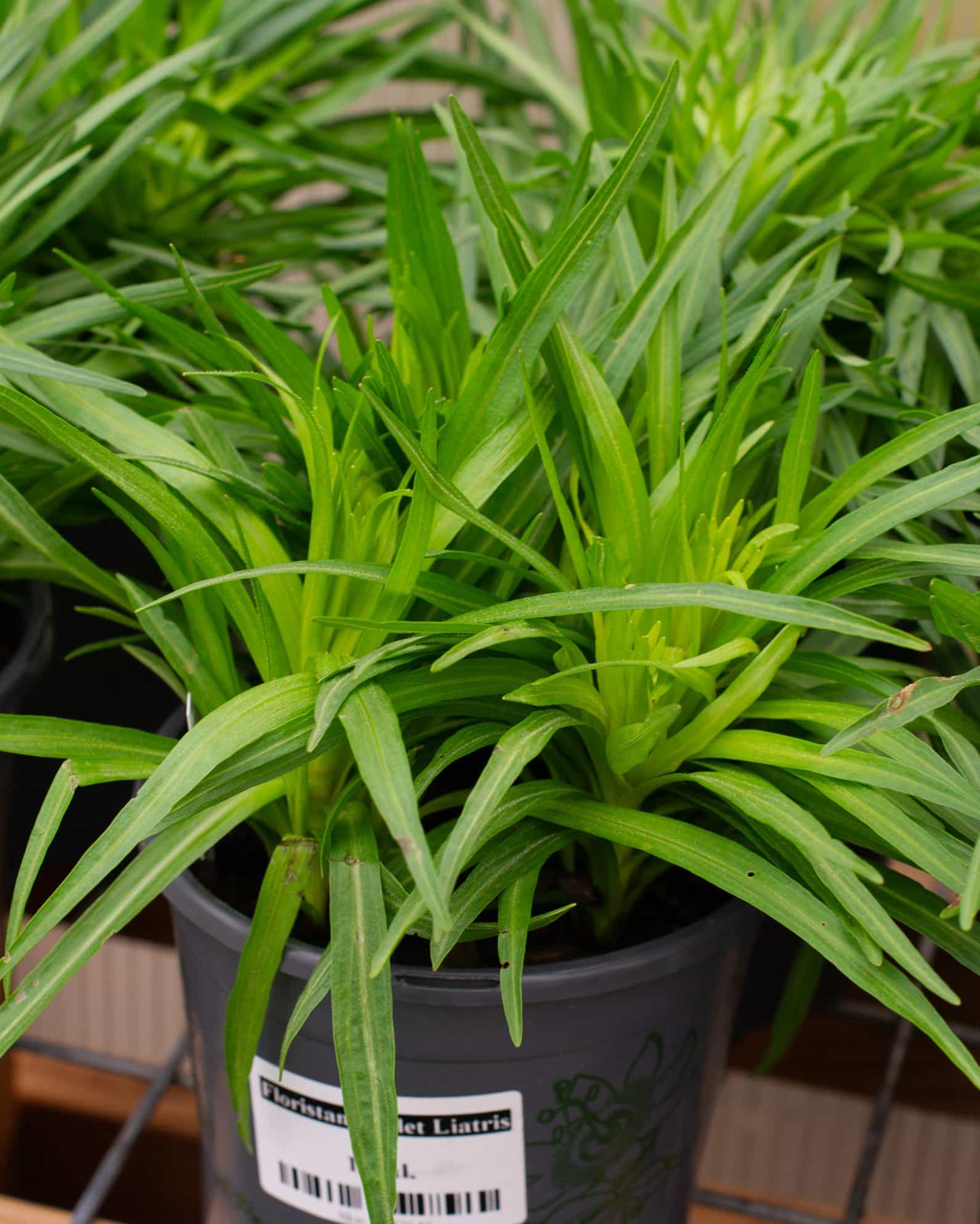Floristan Violet Liatris