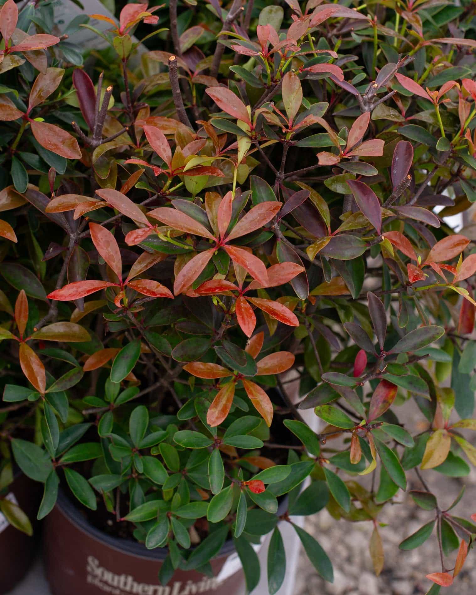 Bronze Beauty Cleyera