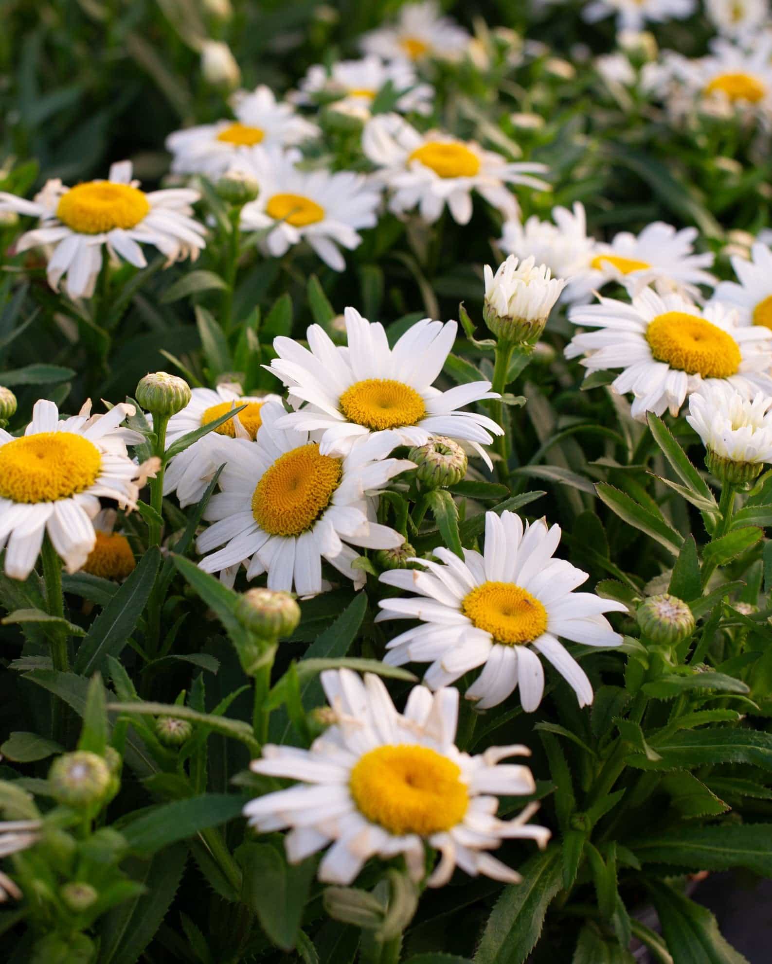 Western Star Taurus Shasta Daisy