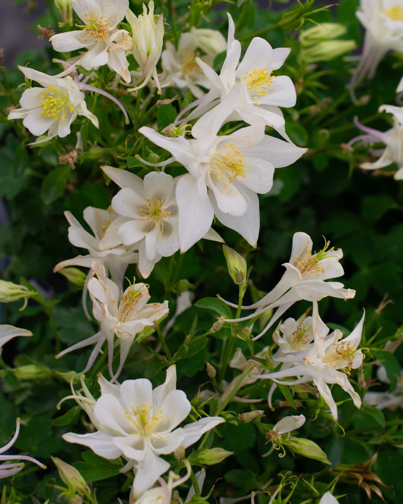 Earlybird White Columbine