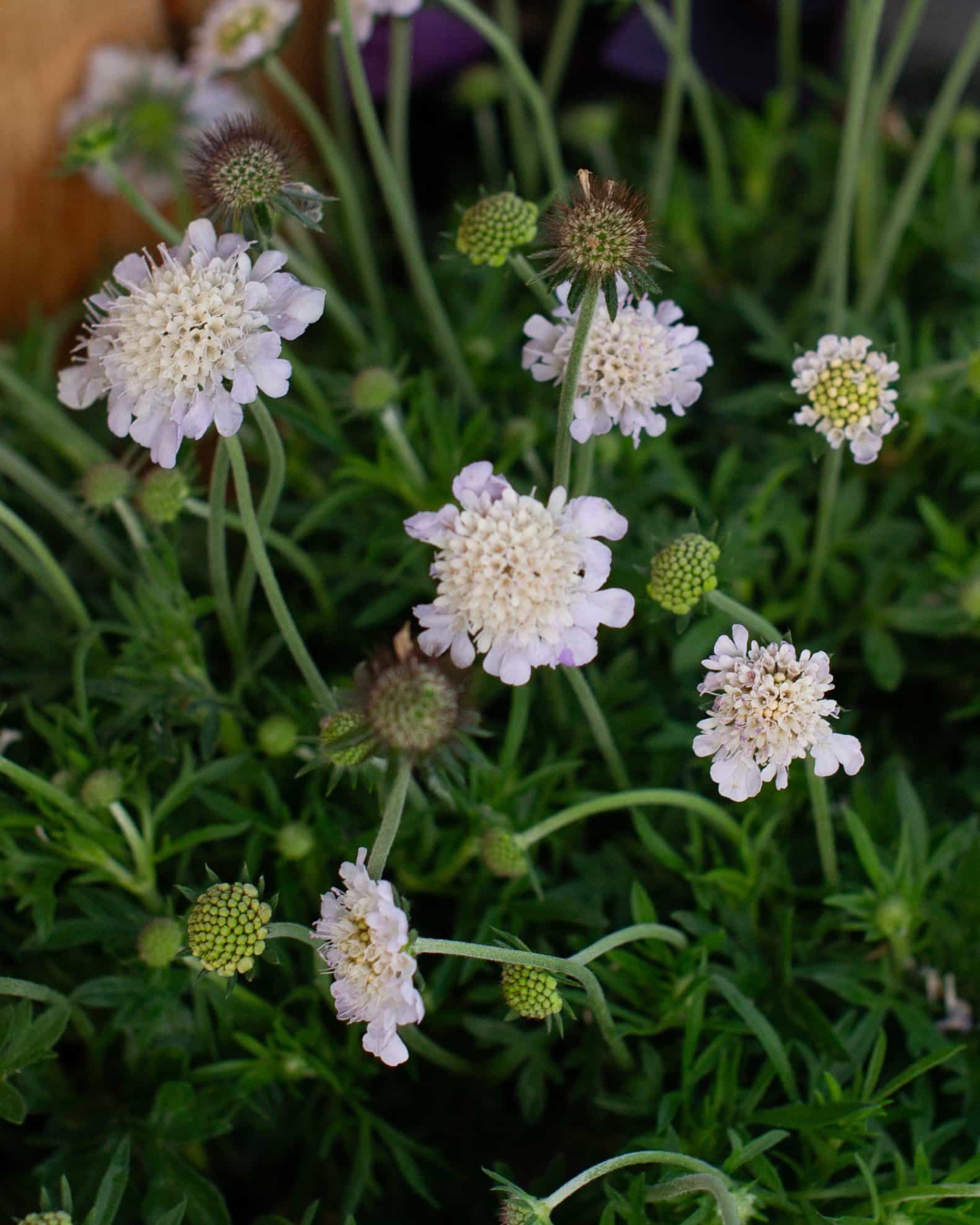 Giga Silver Pincushion