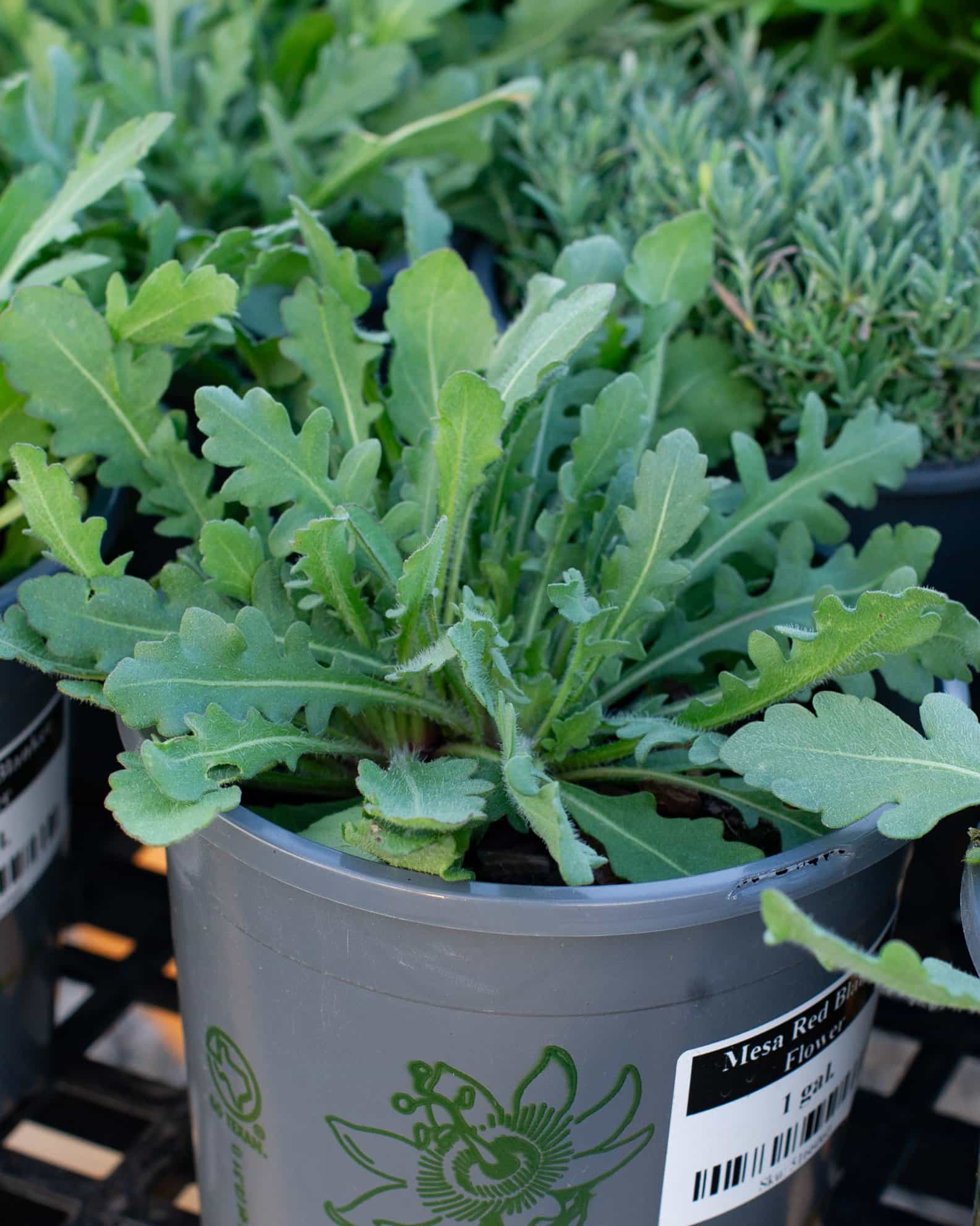 Mesa Red Blanket Flower