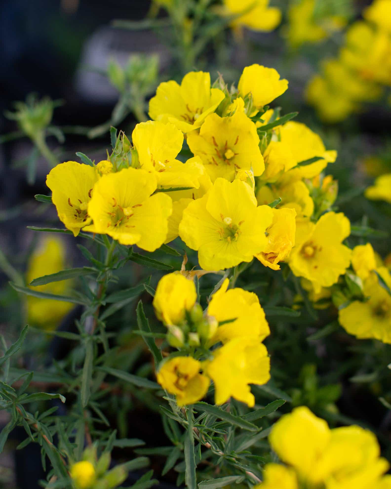 Texas Primrose