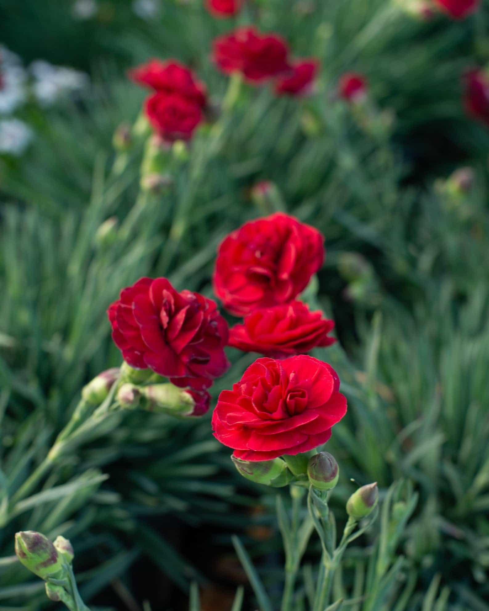 Scent First Passion Dianthus