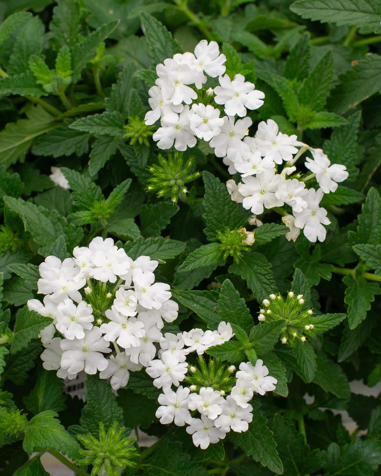 Superbena Whiteout Verbena