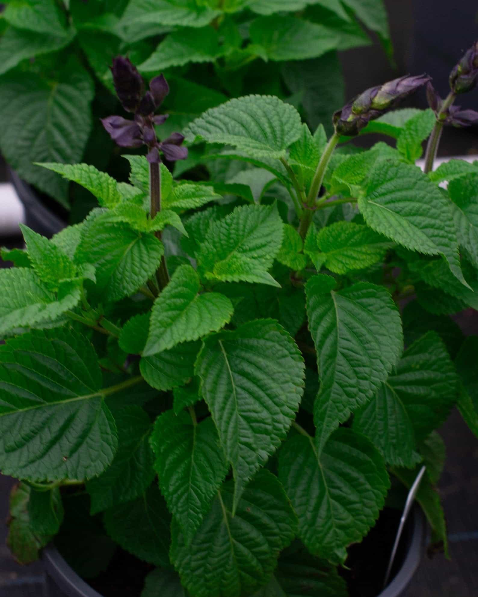 Salgoon Lake Blueberry Salvia