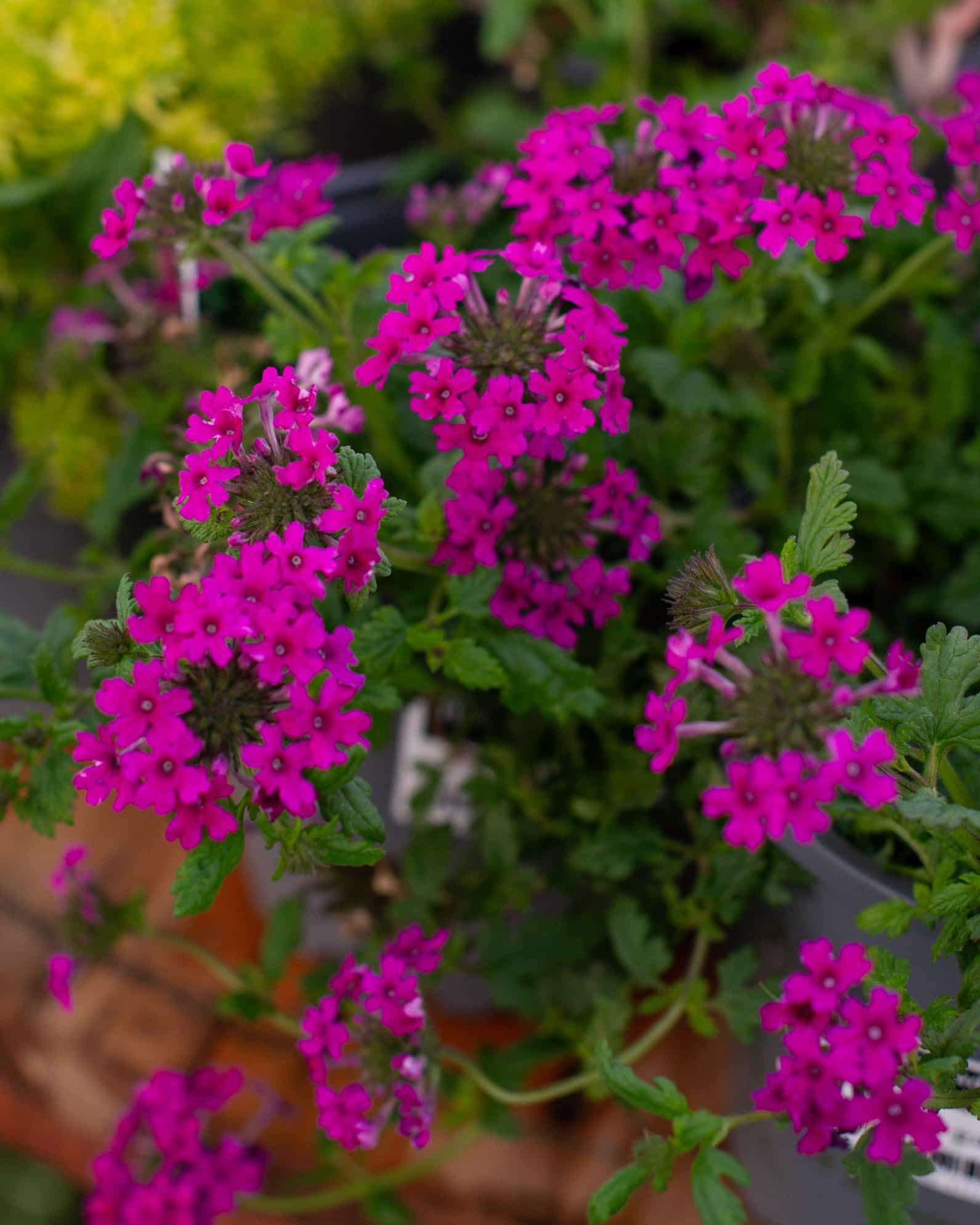 Homestead Hot Pink Verbena