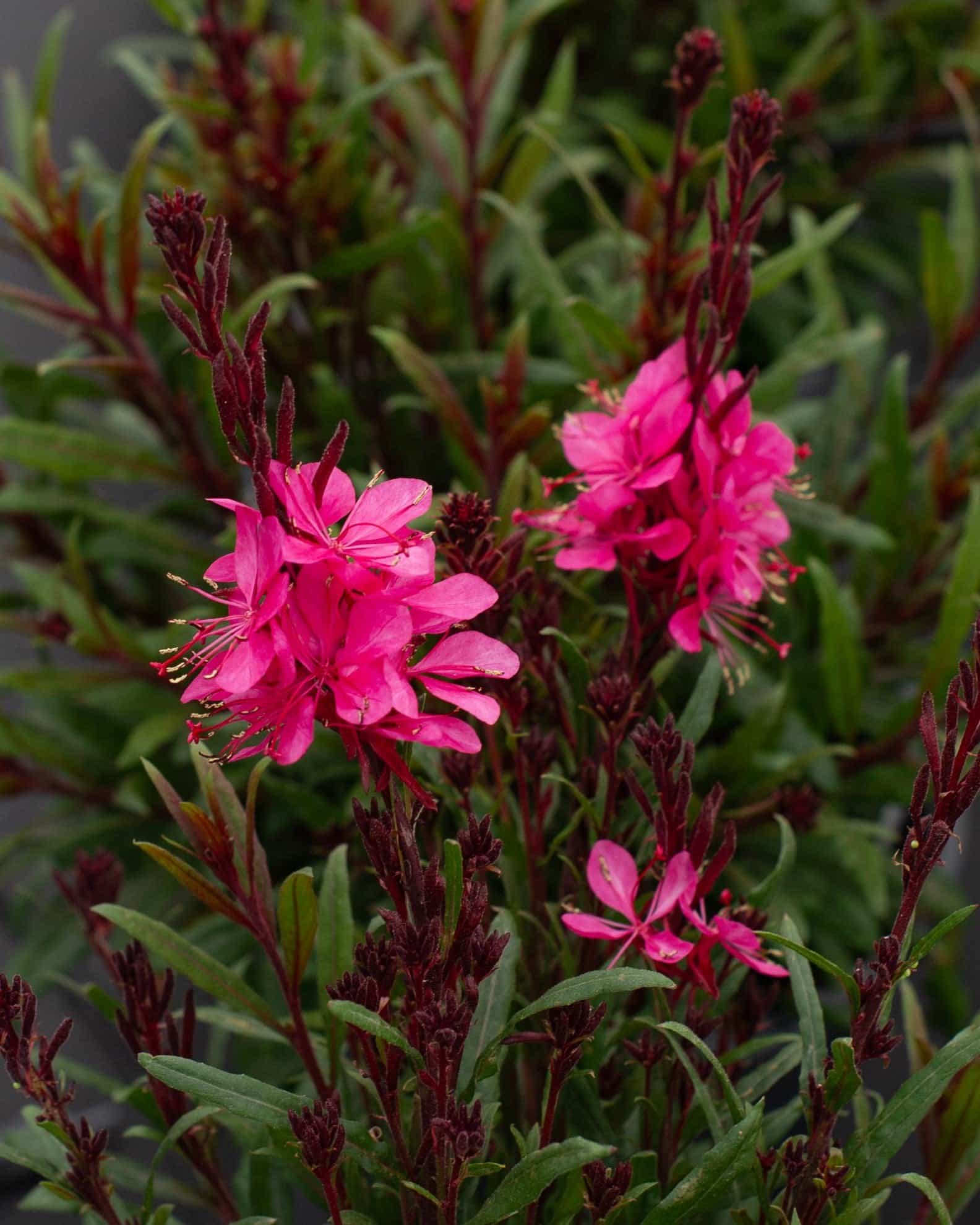 Belleza Dark Pink Gaura