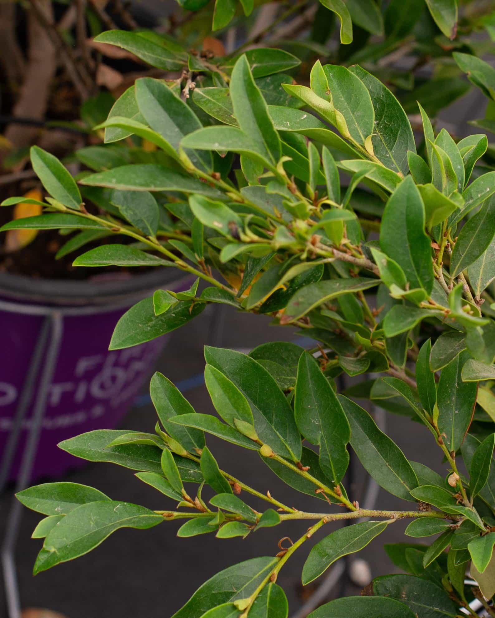 Coppertone Distylium