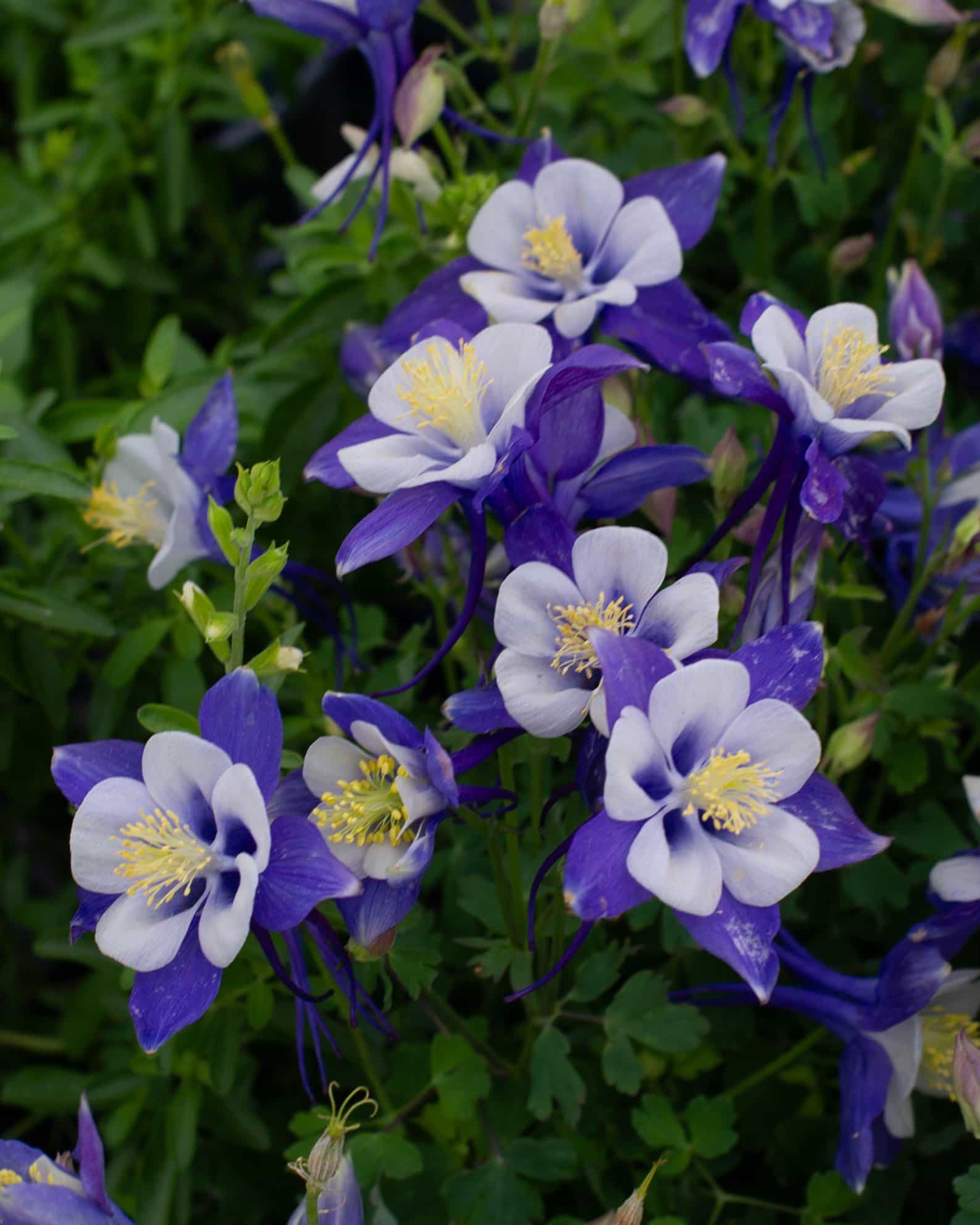 Earlybird Blue & White Columbine